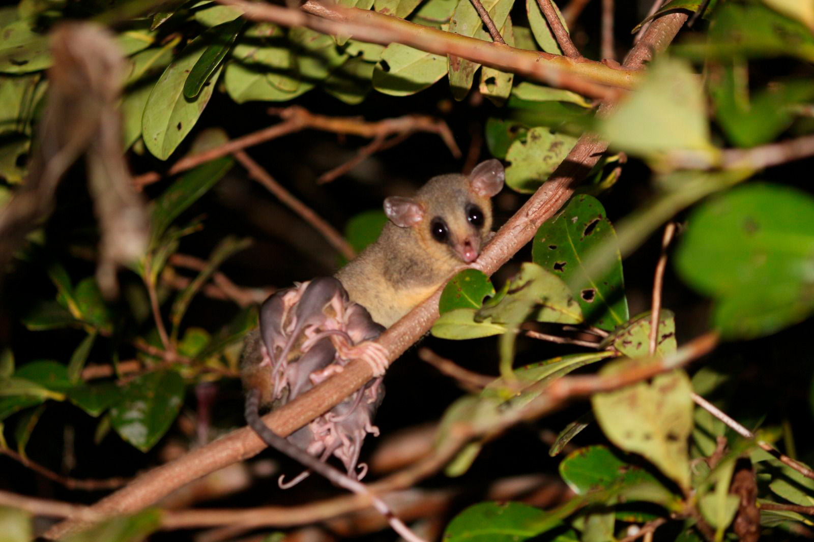 45 mil metros cúbicos de concreto e 5,5 mil toneladas de aço: Ponte de Guaratuba revoluciona a baía