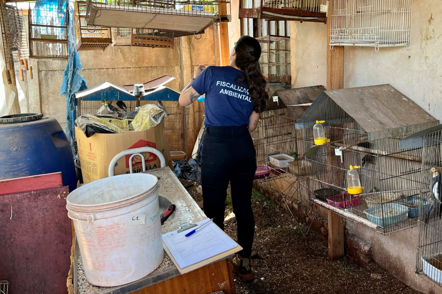 Operação integrada entre IAT e Polícia Civil resgata 42 aves de cativeiro em Assis Chateaubriand