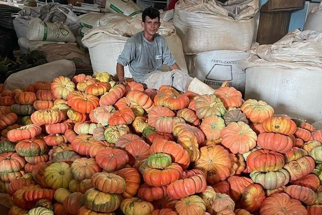 Produção de abóbora movimenta mais de R$ 100 milhões e consolida renda em 330 municípios do Paraná