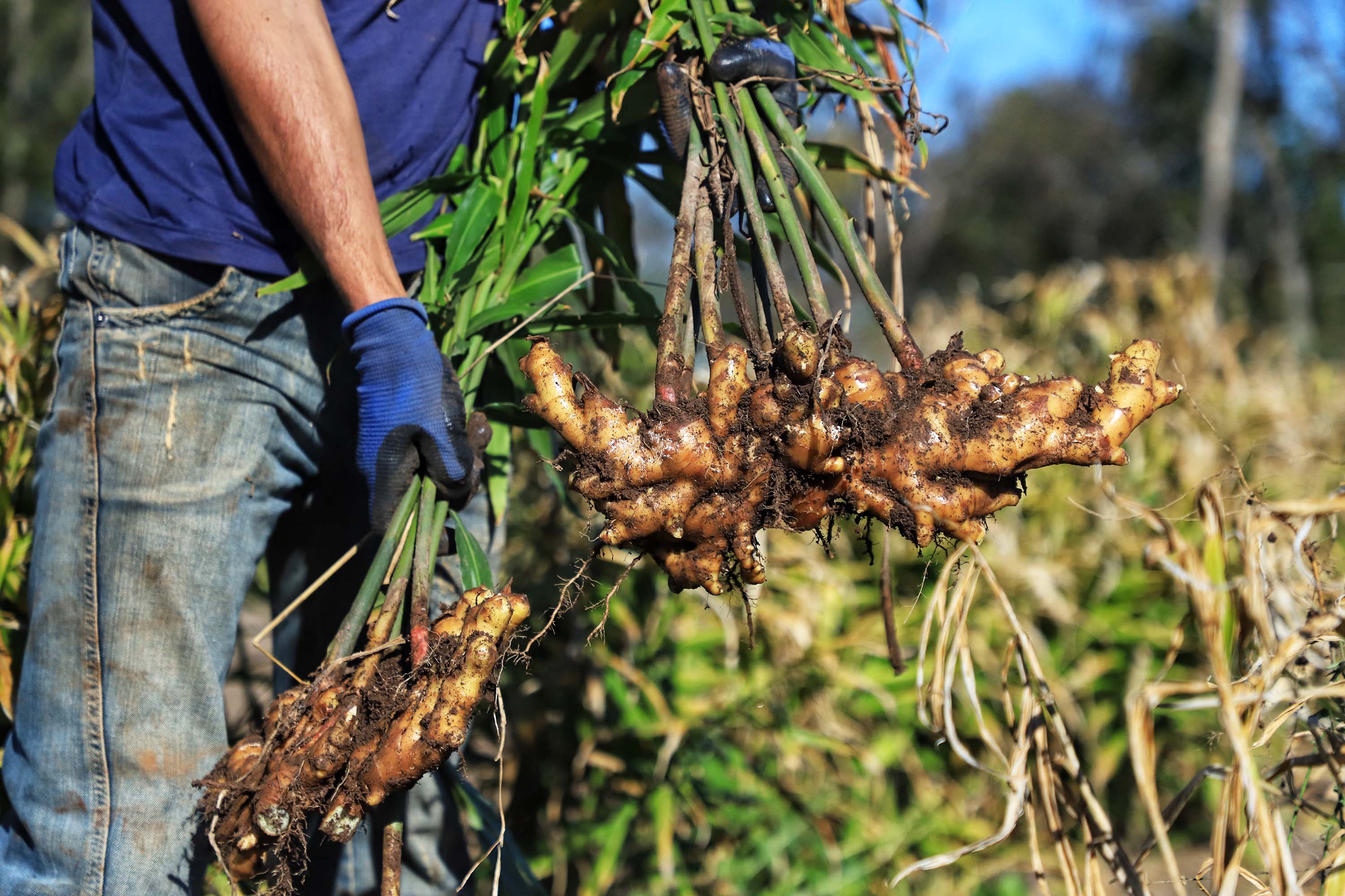IDR-PR organiza evento nacional com foco em extensão e pesquisa agropecuária