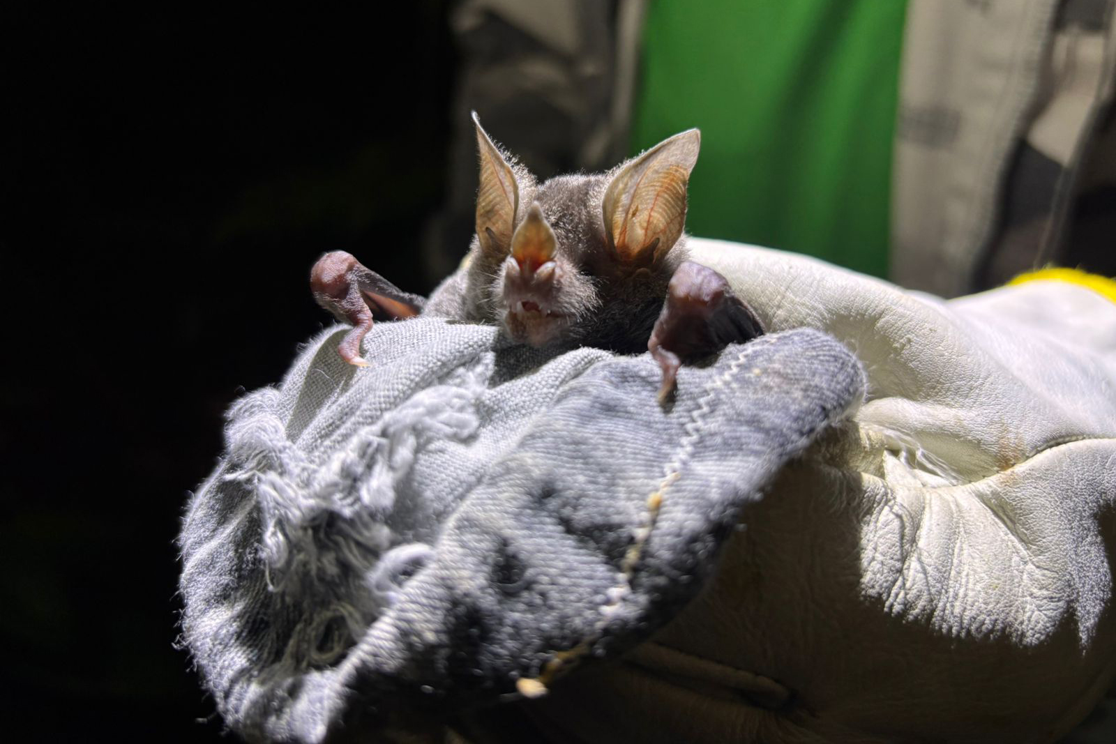 45 mil metros cúbicos de concreto e 5,5 mil toneladas de aço: Ponte de Guaratuba revoluciona a baía