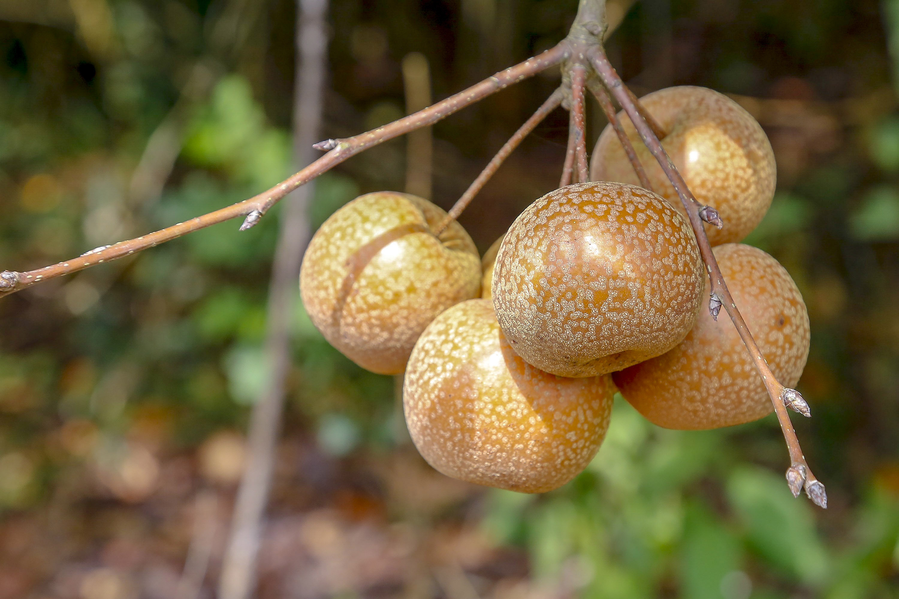 Paraná projeta retomada na cultura da pera e safra de recuperação no arroz, aponta Deral