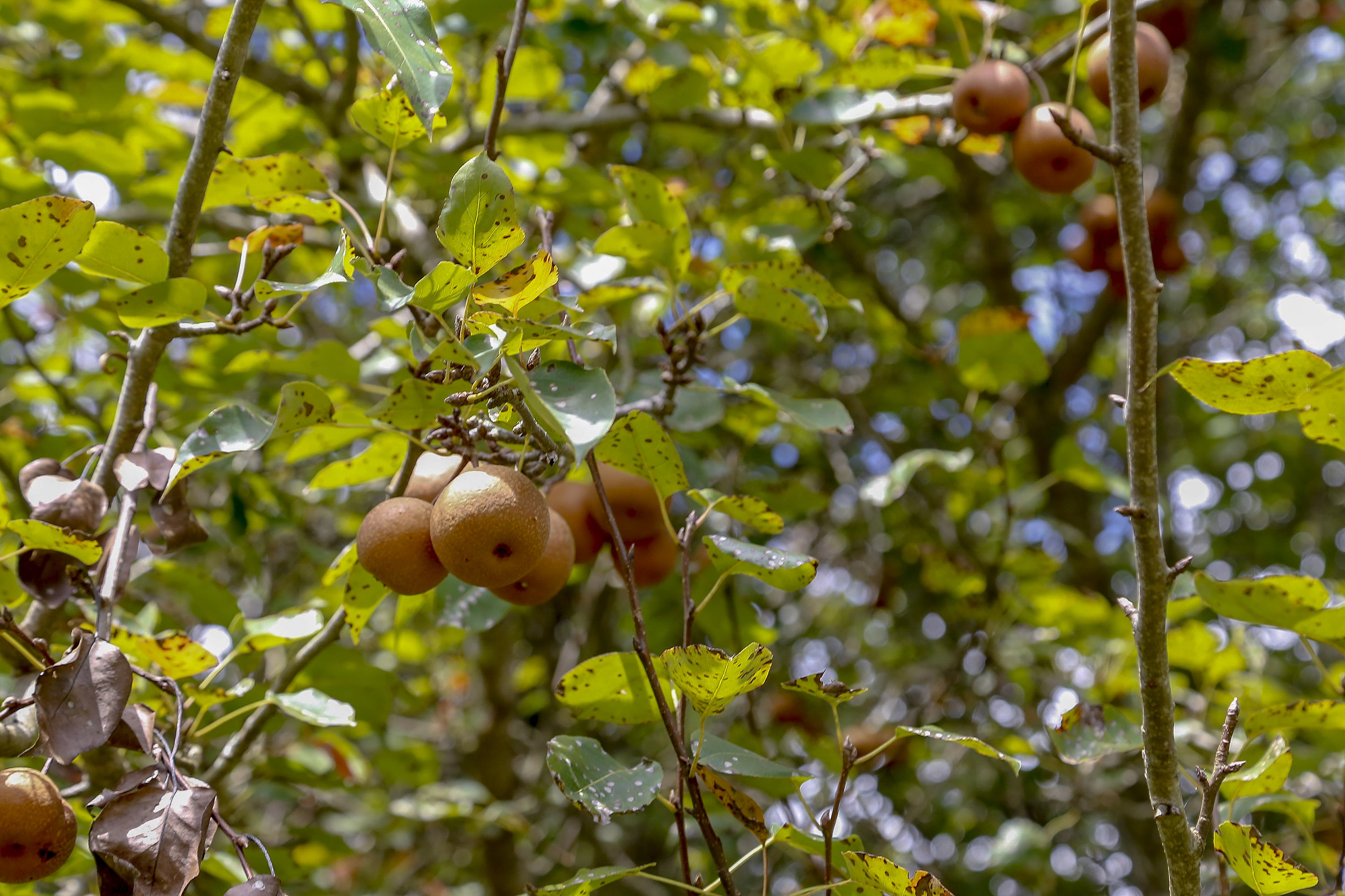 Paraná projeta retomada na cultura da pera e safra de recuperação no arroz, aponta Deral