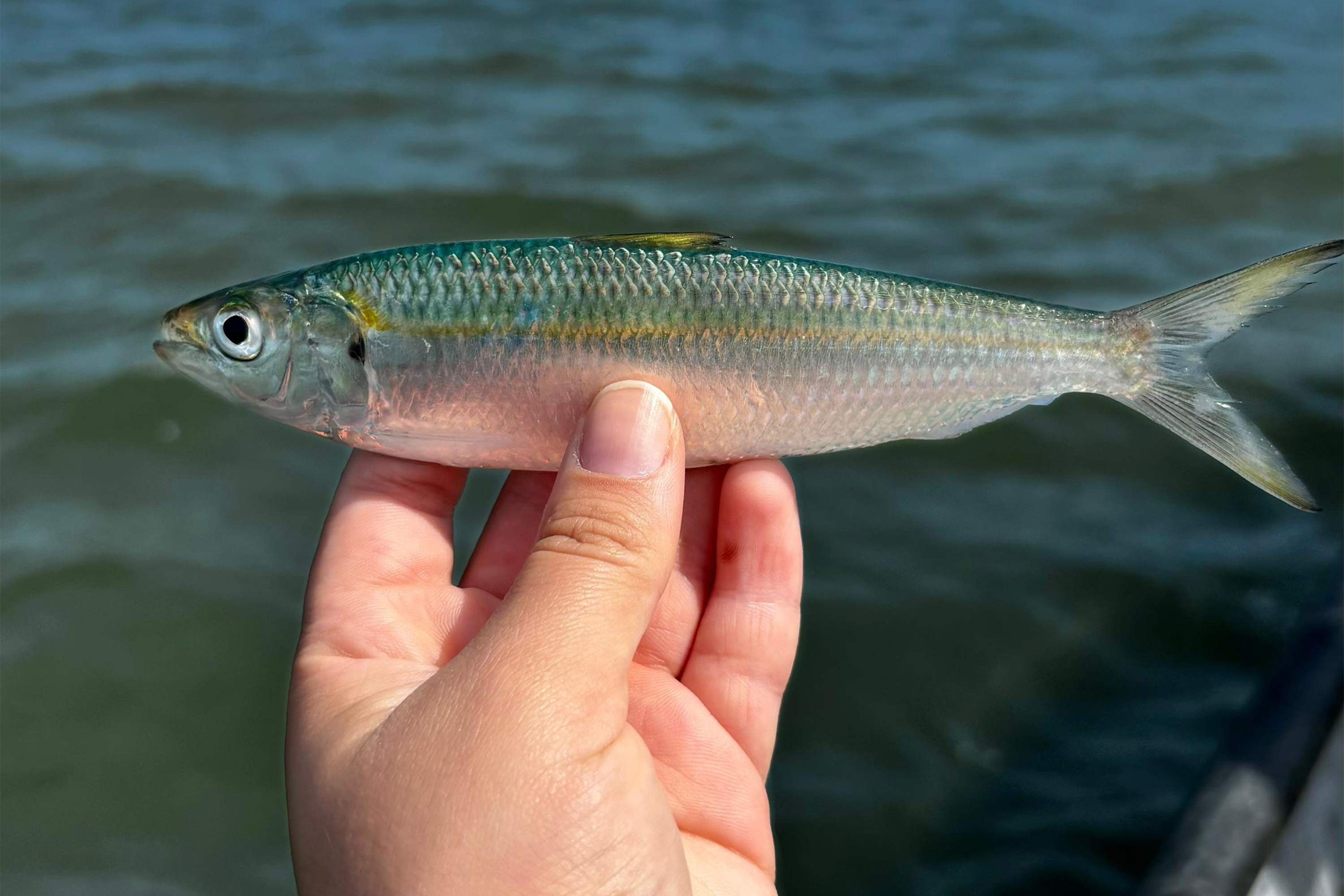 45 mil metros cúbicos de concreto e 5,5 mil toneladas de aço: Ponte de Guaratuba revoluciona a baía