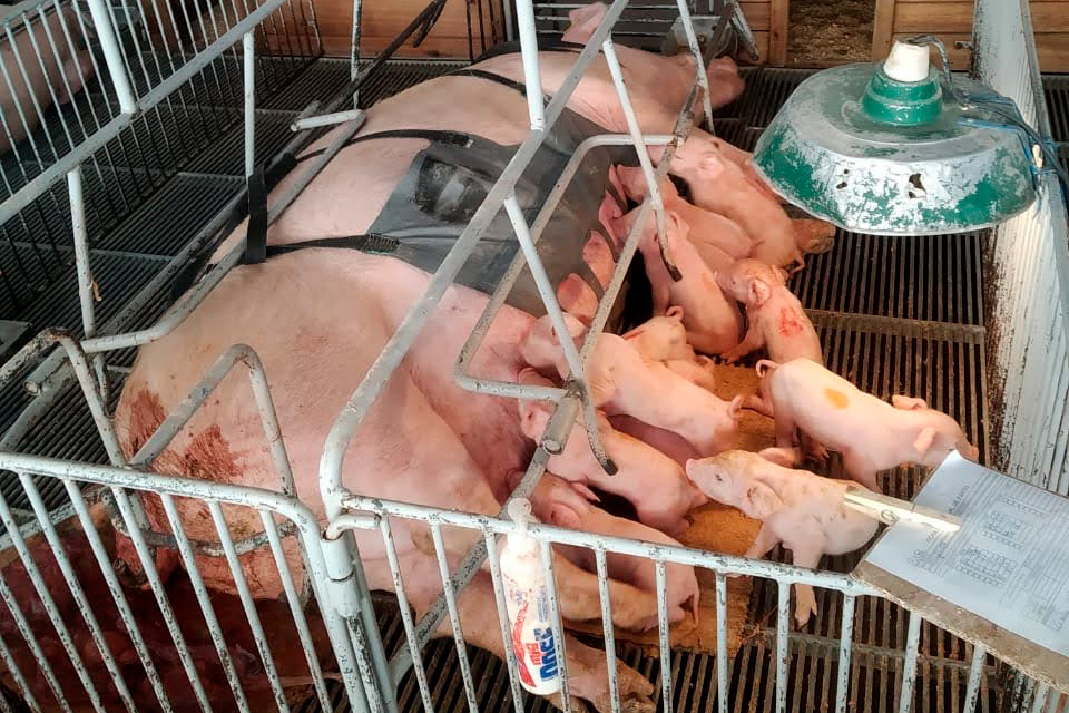 Tecnologia e bem-estar animal: startup paranaense avança na suinocultura com apoio do Anjo Inovador