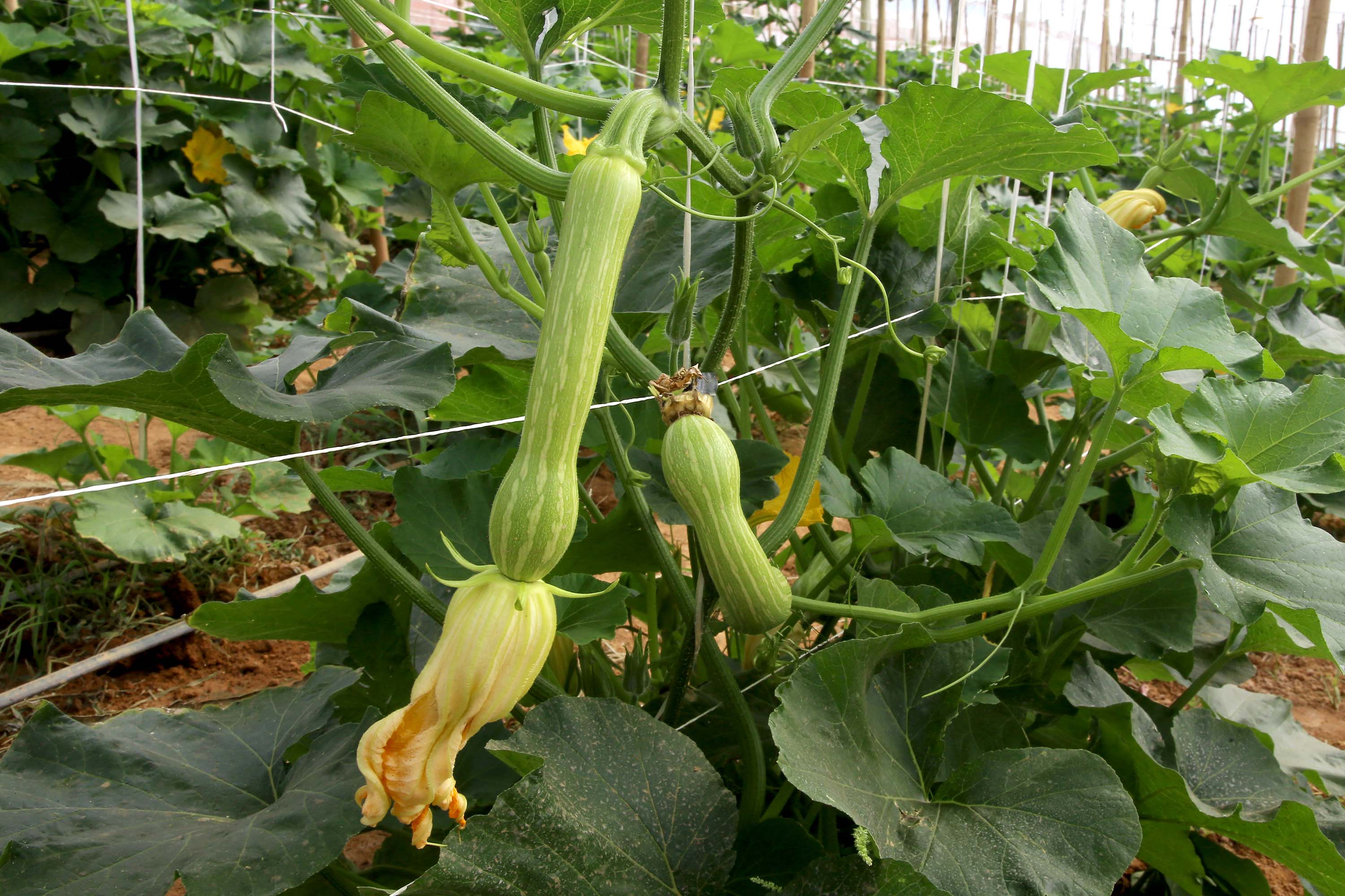 Cultivo de abobrinha movimenta R$ 101 milhões no Paraná, que é o 4º maior produtor nacional