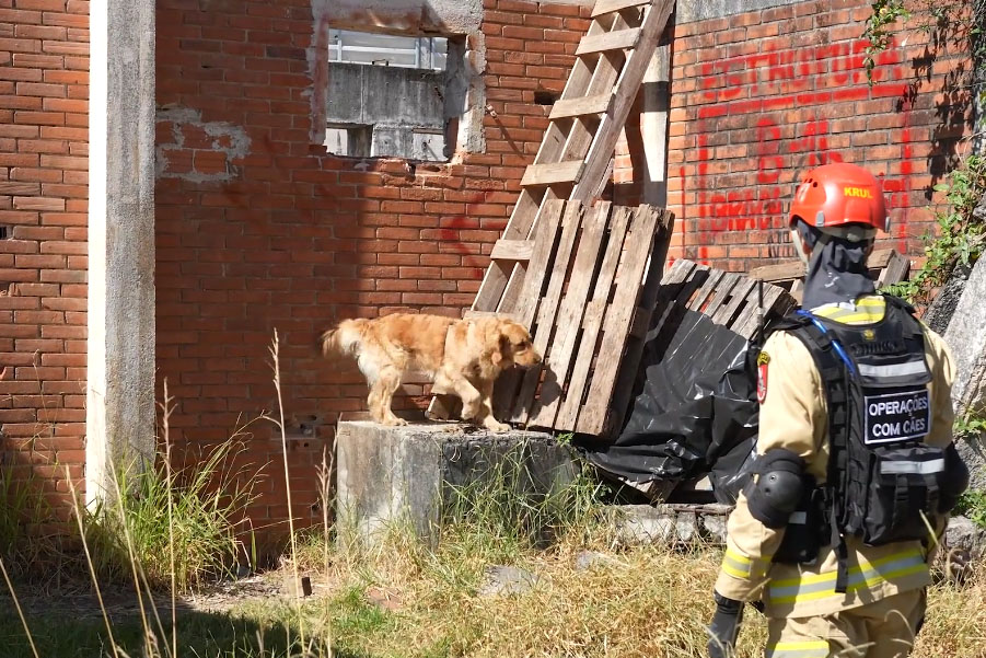 Treinamento reforça papel estratégico dos cães de busca dos bombeiros em resgates
