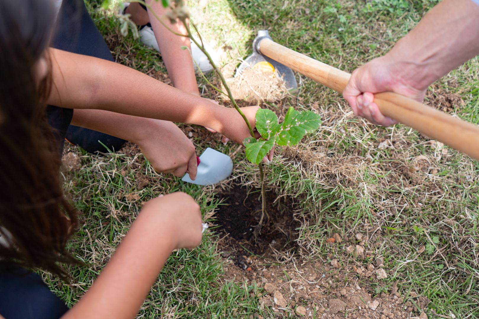 Estudantes plantam cinturão verde em São José dos Pinhais