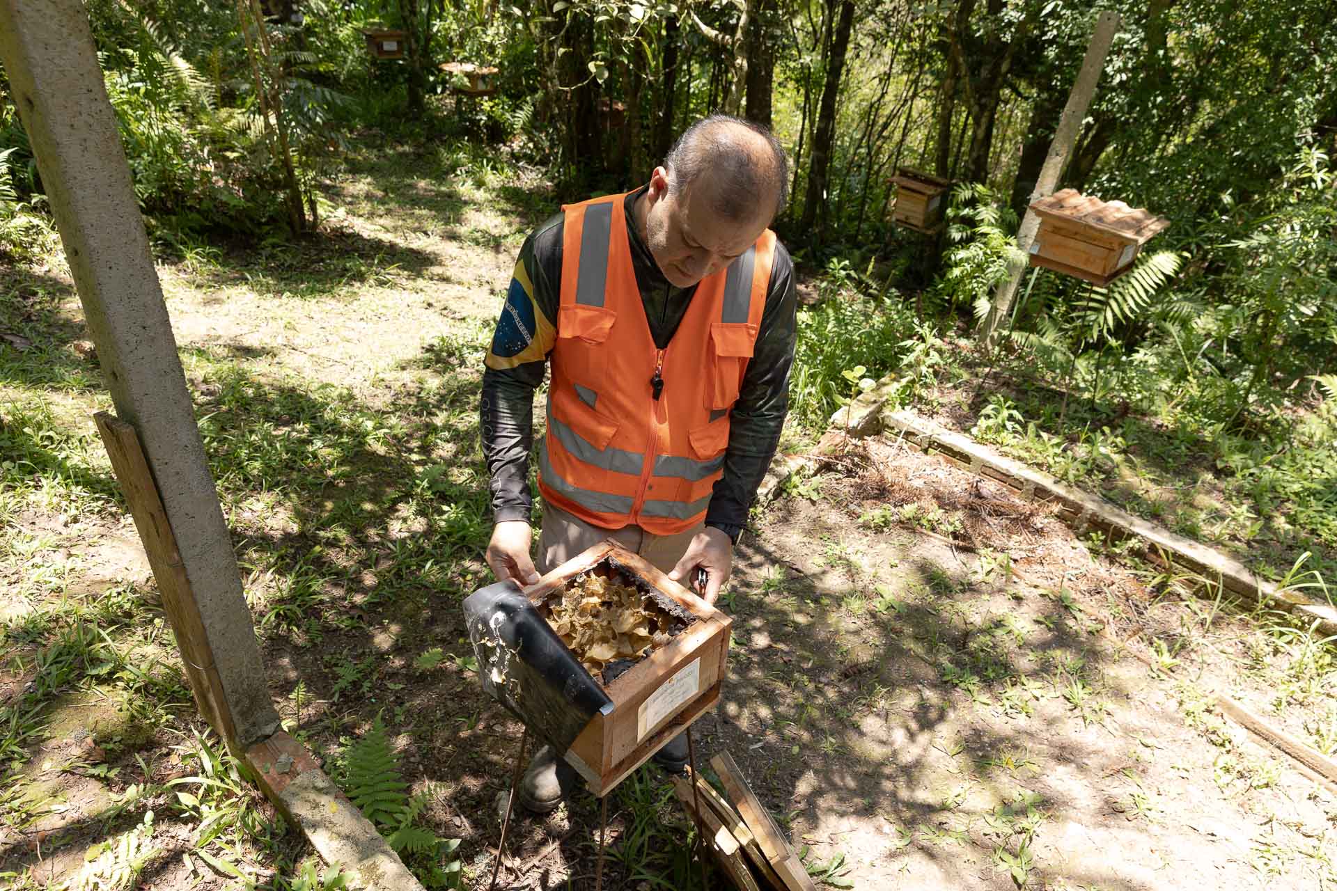 Sanepar resgata mais de 70 colmeias de abelhas nativas no Reservatório Miringuava