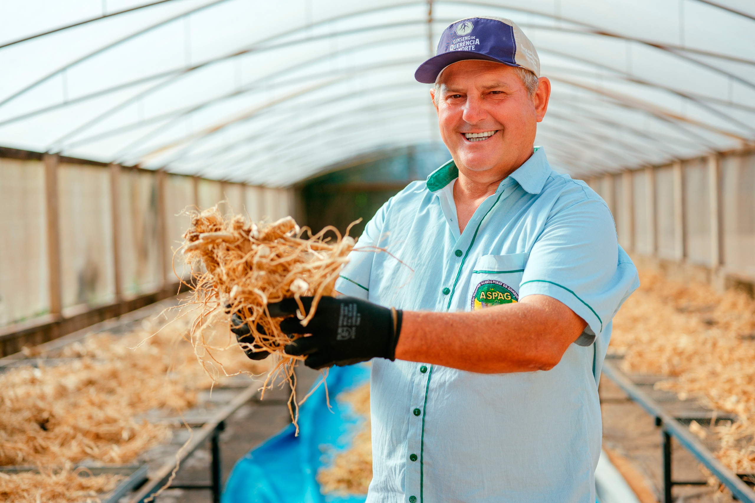 Das margens do rio Paraná ao mercado global: ginseng de Querência do Norte conquista IG
