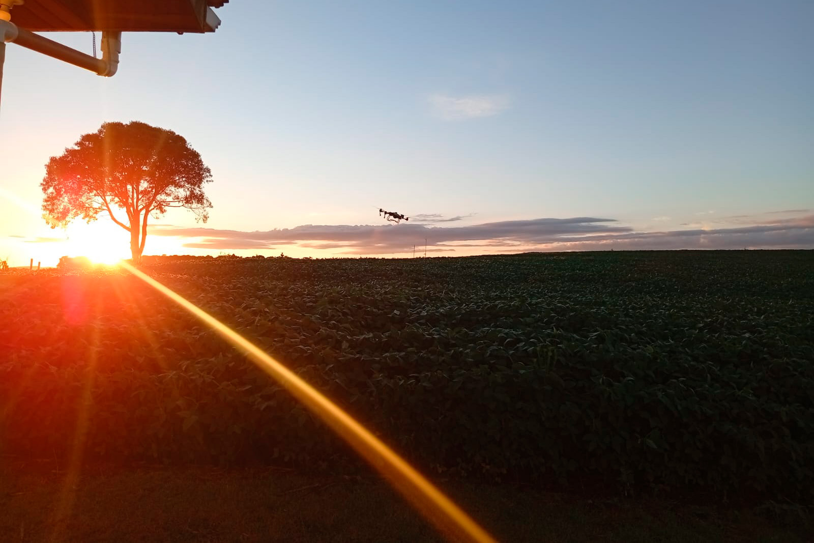 Colégio agrícola do Paraná realiza projeto inovador de apicultura em produção de soja