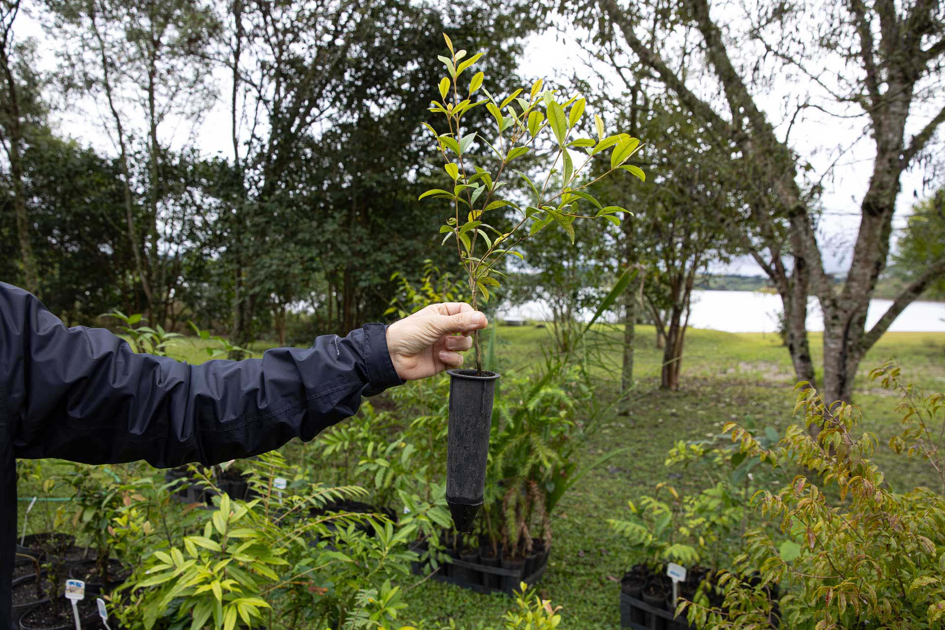 Sítios experimentais da Sanepar validam eficiência de tecnologias de sucessão ecológica para recuperação de áreas degradadas
