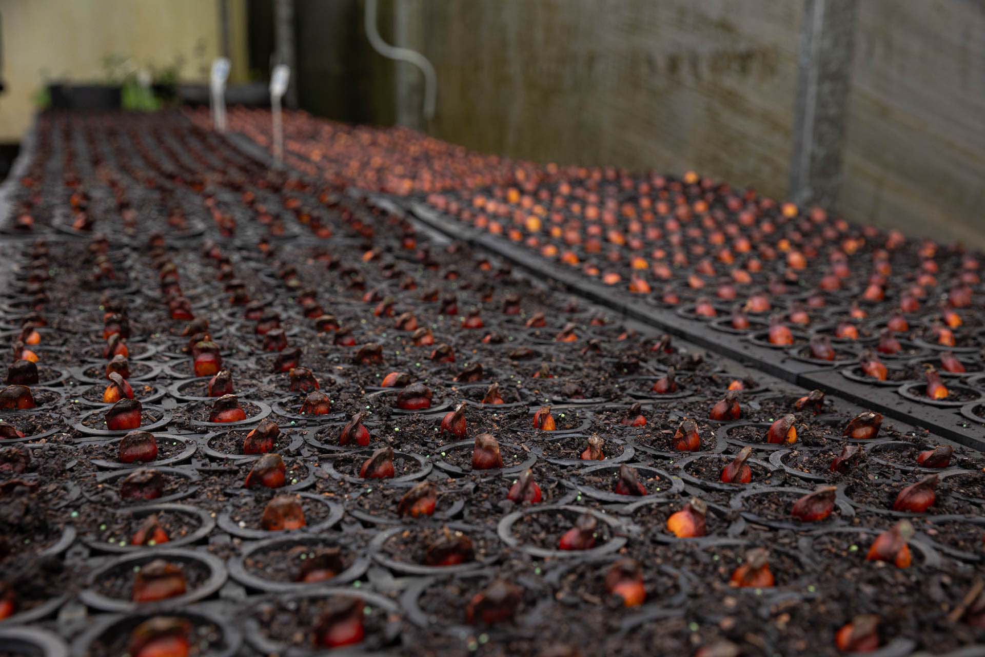 Sítios experimentais da Sanepar validam eficiência de tecnologias de sucessão ecológica para recuperação de áreas degradadas