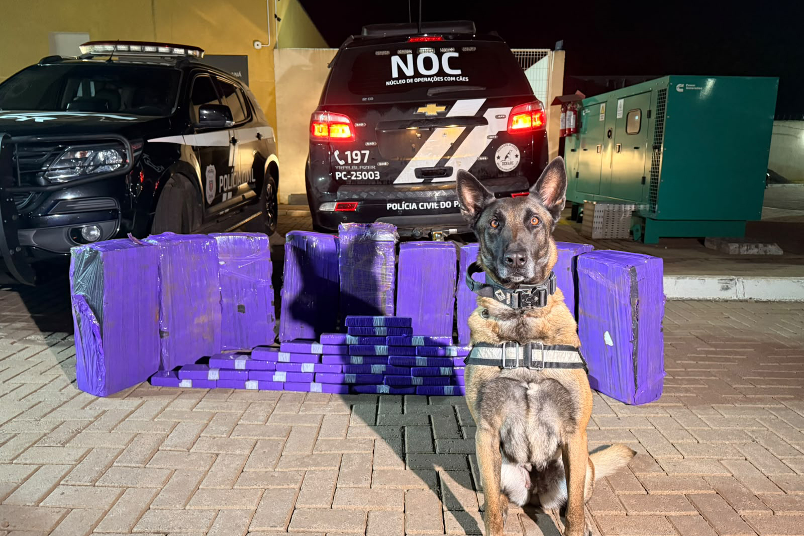 PCPR apreende mais de 227 quilos de maconha e prende três pessoas em ações com cães de faro
