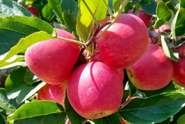 IDR-Paraná prepara quatro novas cultivares para fortalecer a fruticultura paranaense