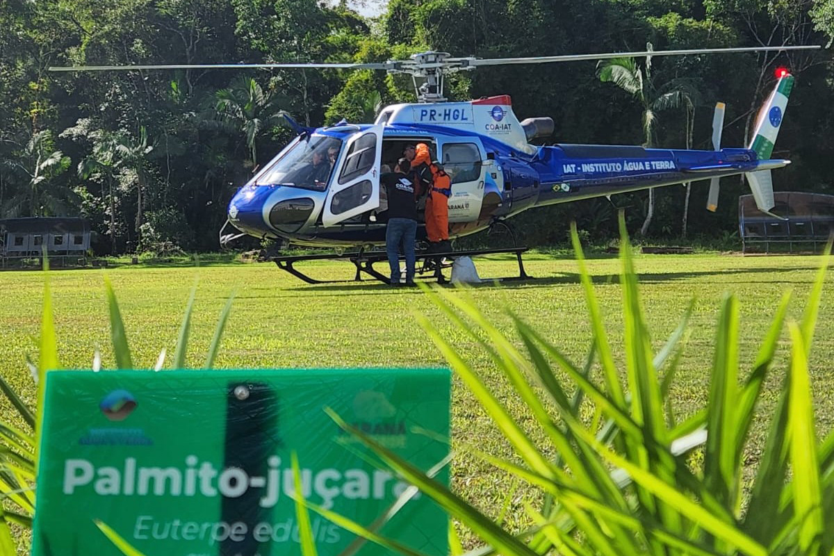IAT faz a dispersão de 700 mil sementes de palmito-juçara para restaurar a Mata Atlântica