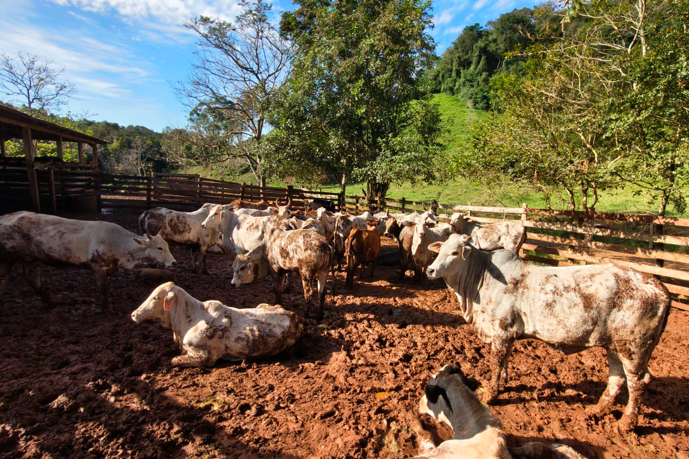 Campanha de Atualização de Rebanhos entra na reta final com 67% das explorações rurais do Estado regularizadas