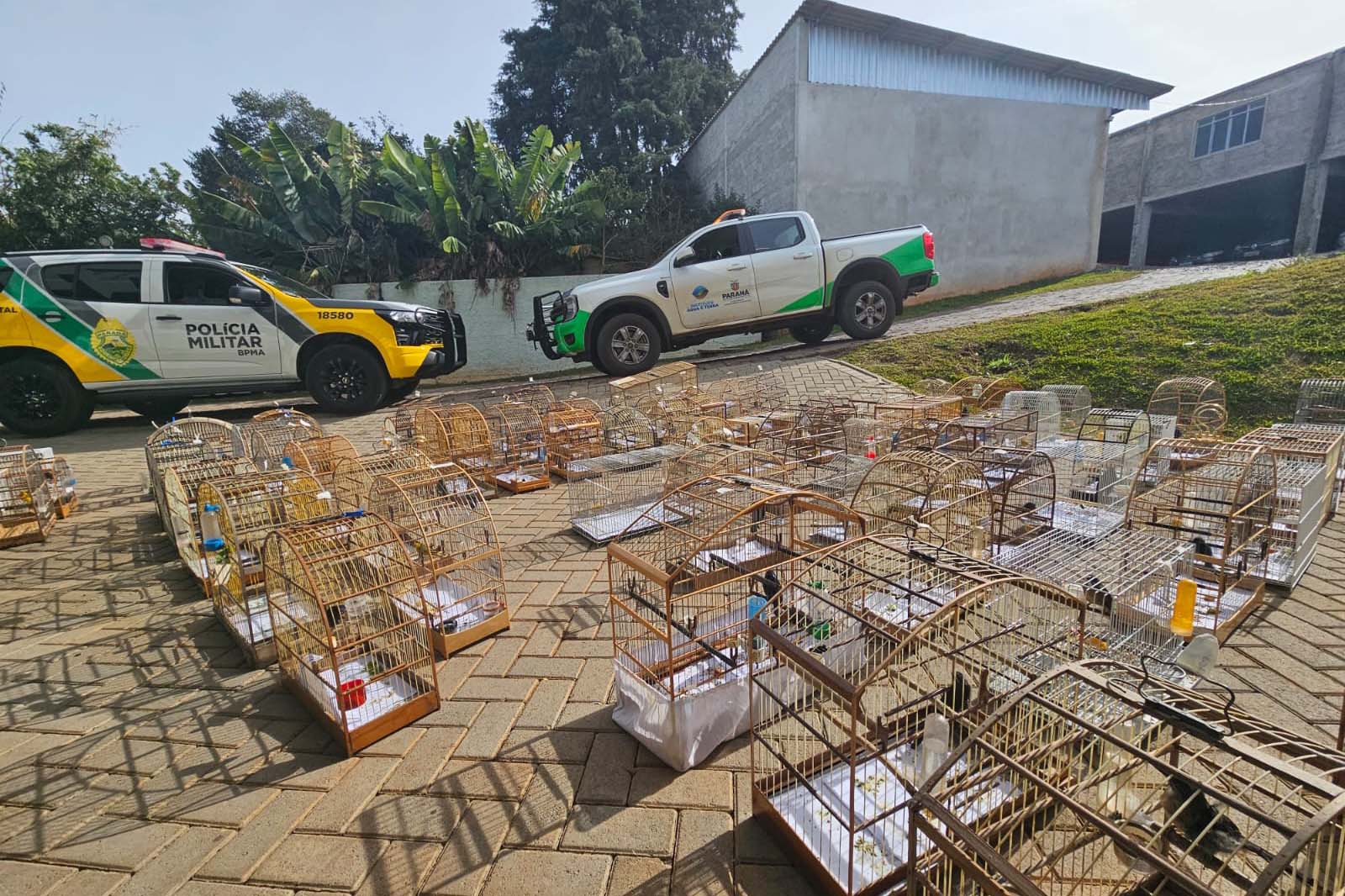 PMPR e IAT apreendem 95 aves e aplicam mais de R$ 400 mil em multas durante operação em Guarapuava