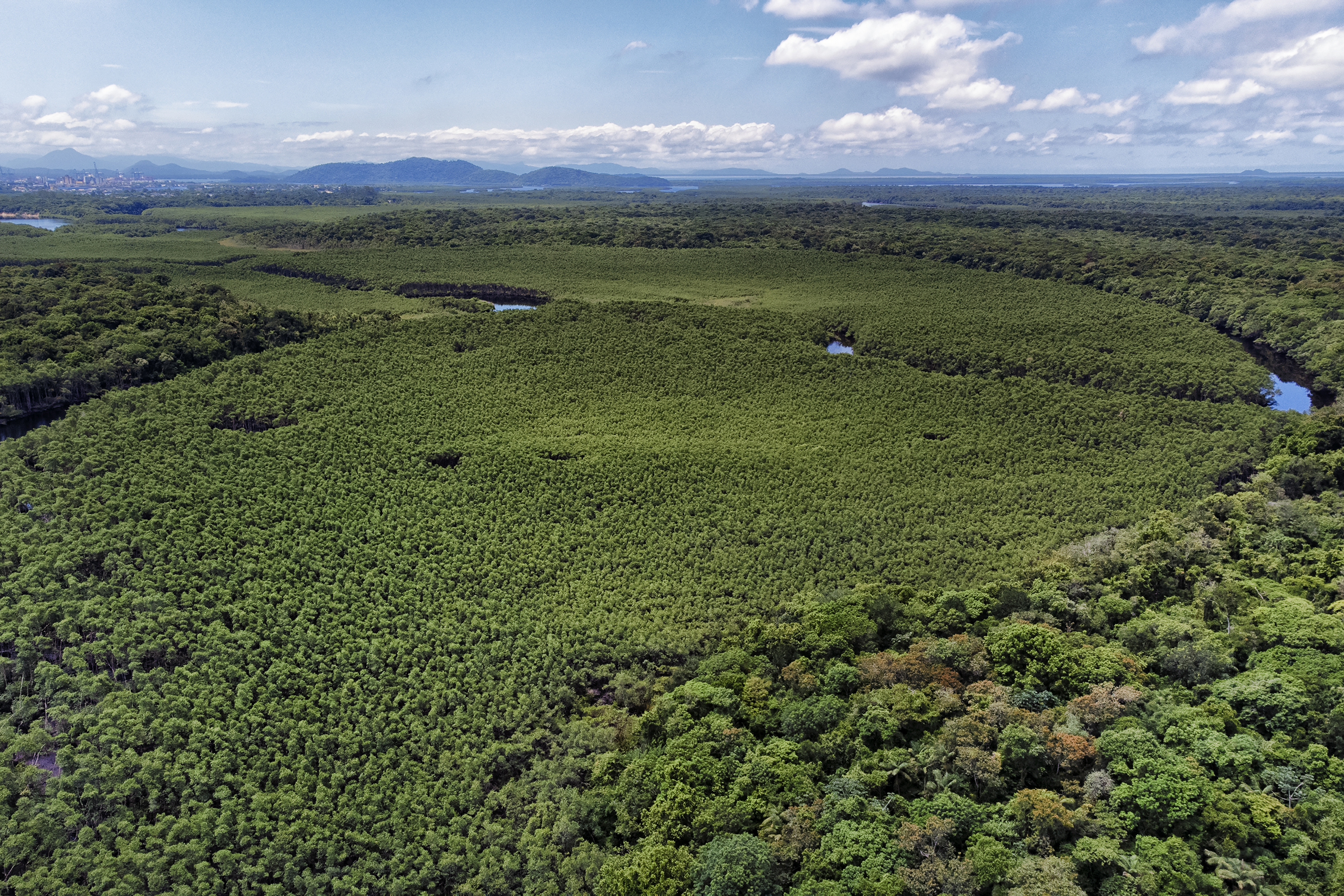 - Paraná reduziu em 87,5% desmatamento da Mata Atlântica entre 2020 e 2025