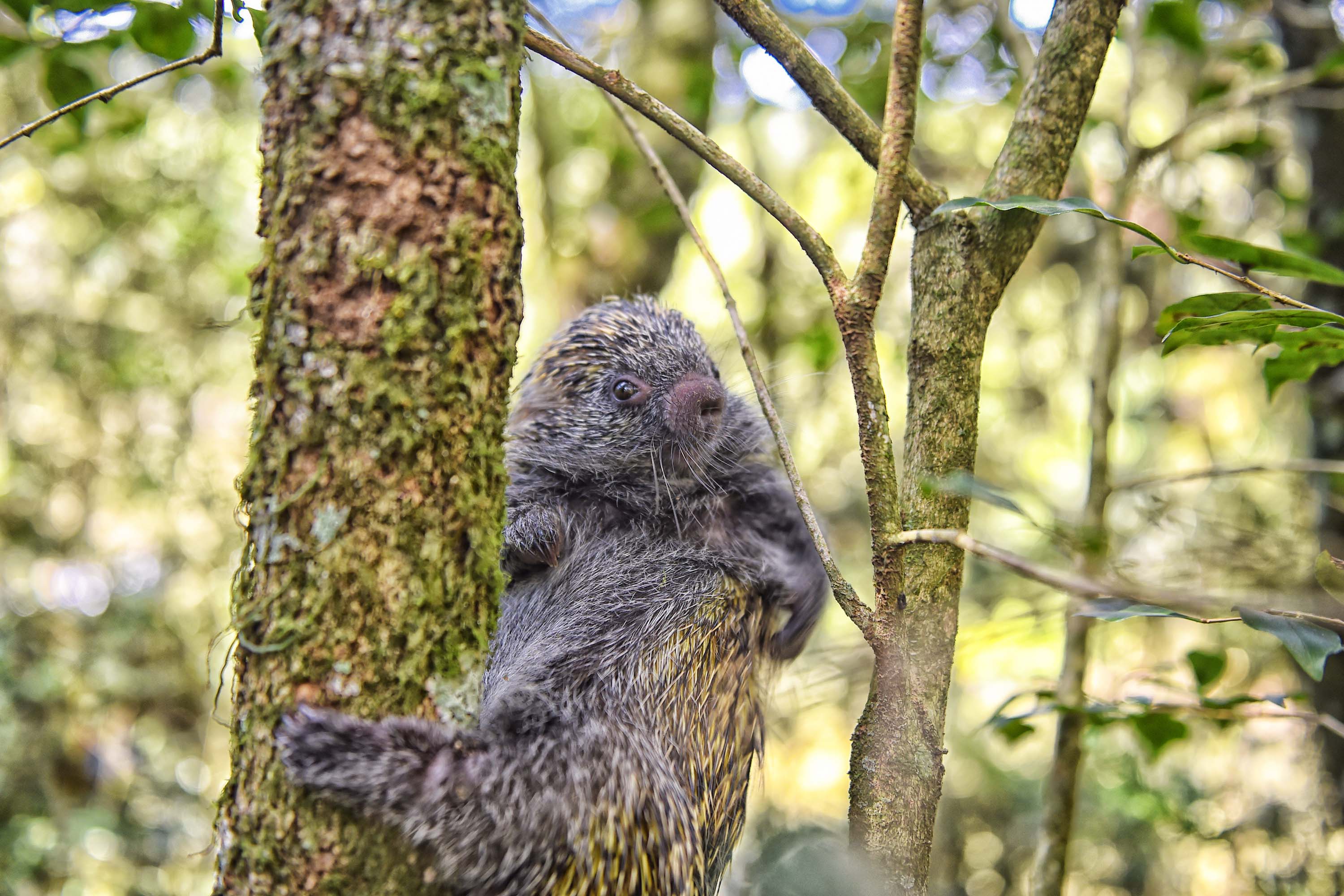 IAT - Animais silvestres/primavera