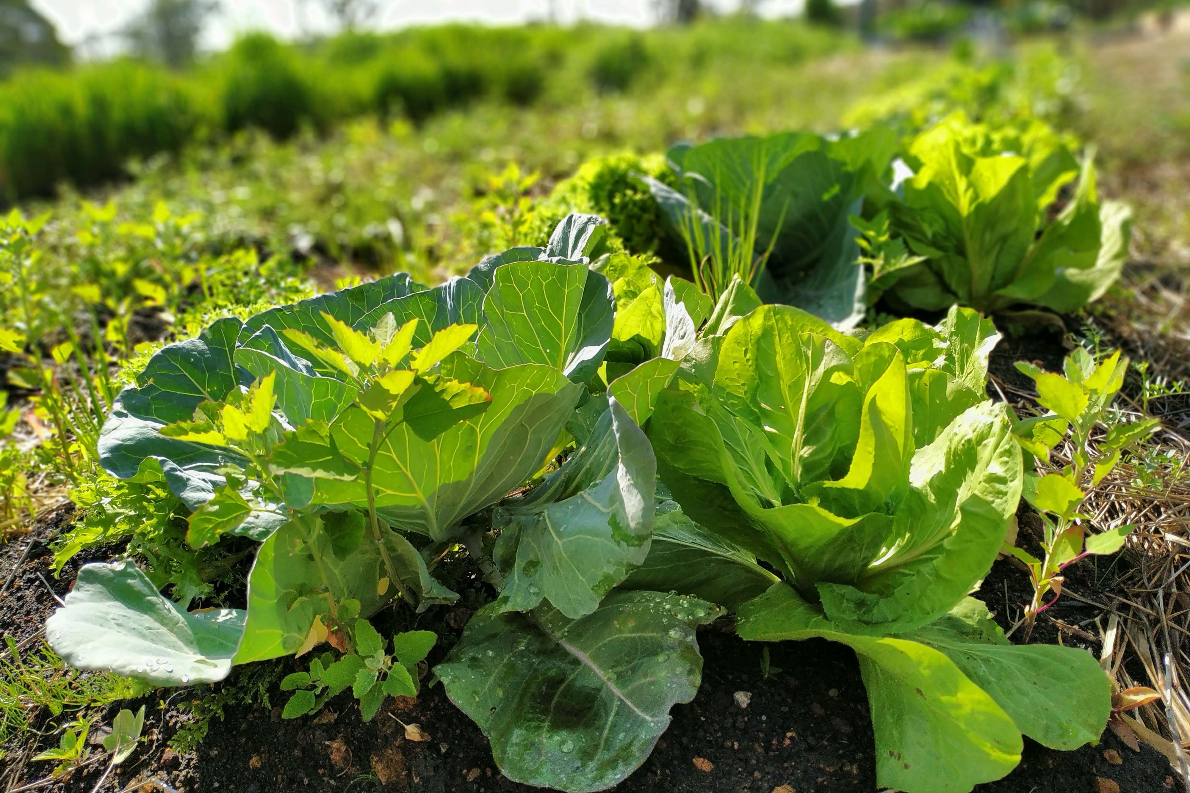 Instituto Água e Terra vai investir R$ 39,1 milhões em projetos de agroecologia em 21 municípios do Paraná.