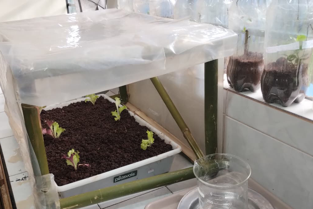 Aluno cria estufa inteligente com irrigação automática e planeja ampliar projeto para agricultura familiar