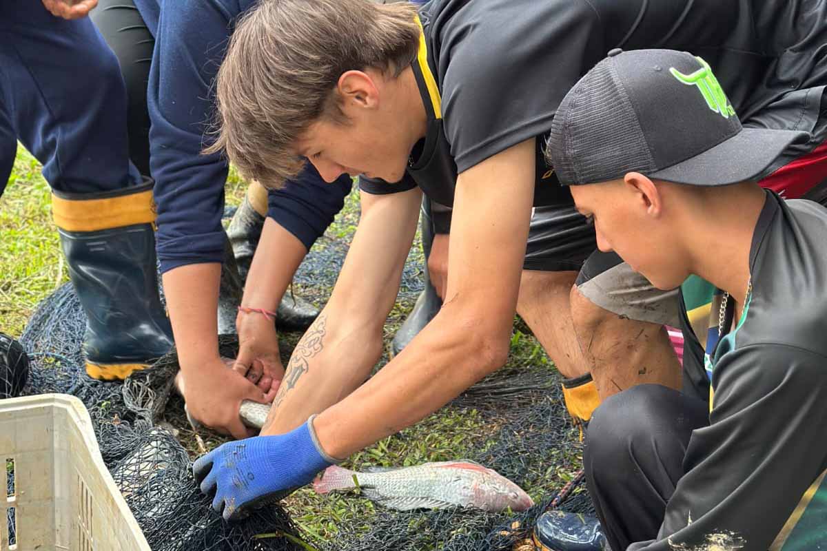 Com produção de quase uma tonelada de tilápia, colégio agrícola se destaca como pioneiro no Paraná