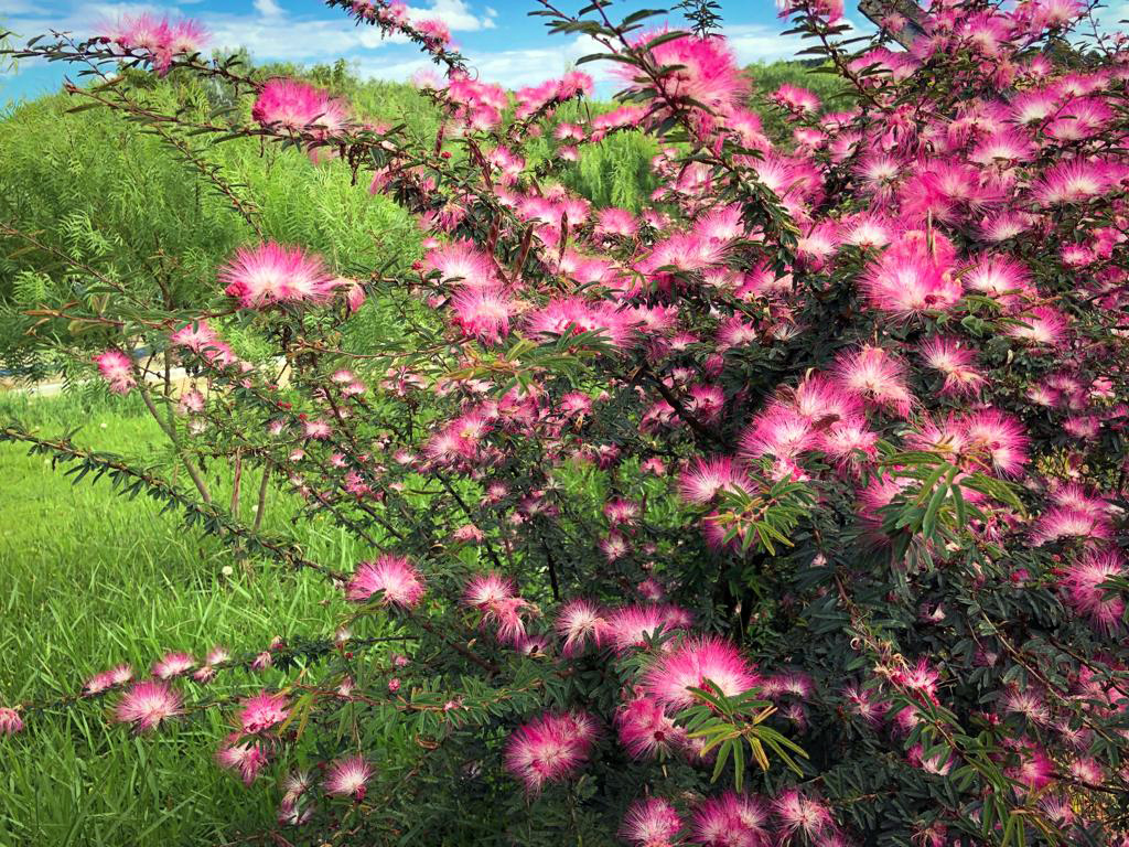 A Sanepar está ampliando a formação de cortinas verdes no entorno de estações de tratamento (ETE) e elevatórias (EEE) de esgoto em todo o Estado   -  Curitiba, 10/01/2019  -  Foto: Divulgação Sanepar