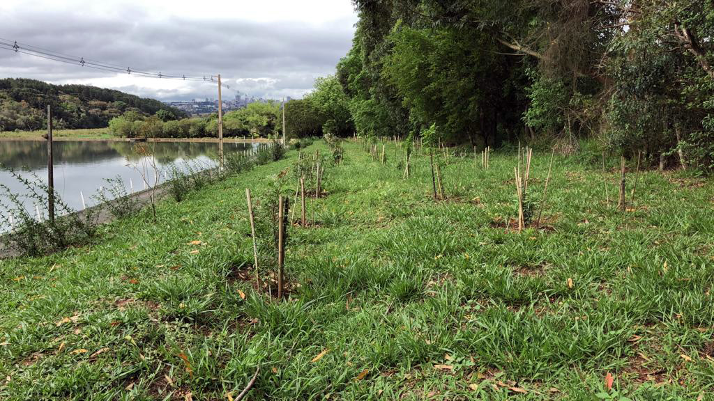 A Sanepar está ampliando a formação de cortinas verdes no entorno de estações de tratamento (ETE) e elevatórias (EEE) de esgoto em todo o Estado   -  Curitiba, 10/01/2019  -  Foto: Divulgação Sanepar
