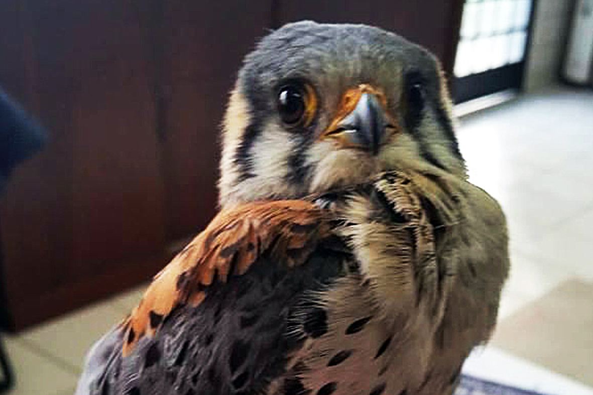 O Instituto Ambiental do Paraná (IAP) deixará de receber os animais silvestres na sede, em Curitiba. A partir desta segunda-feira (21), o Departamento de Pesquisa e Conservação da Fauna da Secretaria Municipal do Meio Ambiente vai receber, atender e encaminhar os animais silvestres apreendidos pela Polícia Ambiental, IAP e seus fiscais, e também aqueles que forem encontrados em situações de risco. - Curitiba, 16/01/2019 - Foto: Divulgação IAP