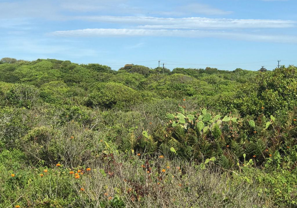 O Instituto Ambiental do Paraná (IAP) orienta a população a não criar jardins em área de restinga, principalmente em balneários do litoral paranaense. Qualquer alteração dessas áreas, consideradas Áreas de Preservação Permanente e da União, deverá ser consultado o município, podendo responder por crime ambiental, conforma Lei Federal nº 9605/98 e Código Florestal. Foto:IAP