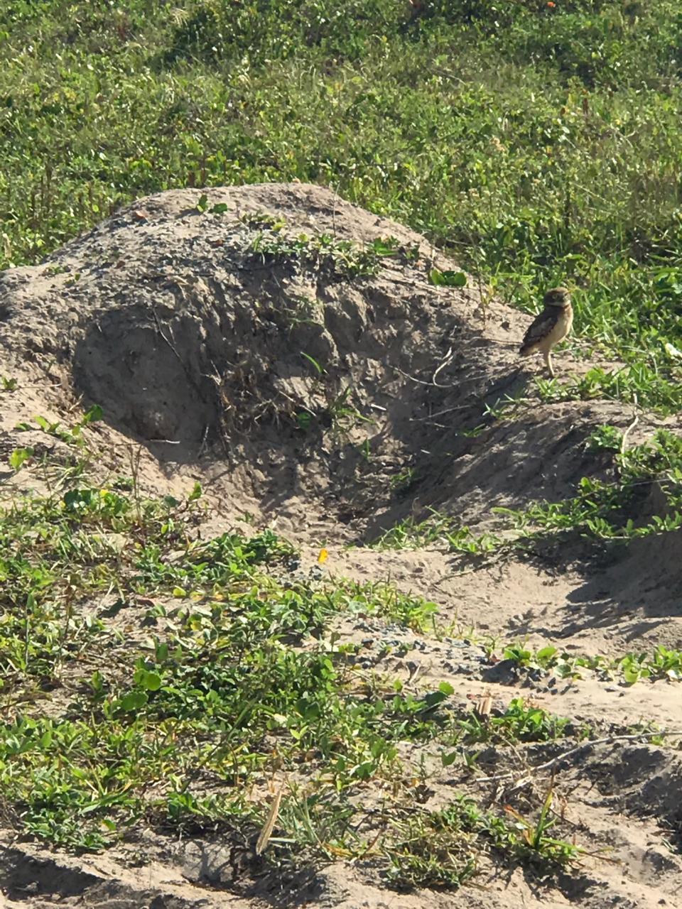 O Instituto Ambiental do Paraná (IAP) orienta a população a não criar jardins em área de restinga, principalmente em balneários do litoral paranaense. Qualquer alteração dessas áreas, consideradas Áreas de Preservação Permanente e da União, deverá ser consultado o município, podendo responder por crime ambiental, conforma Lei Federal nº 9605/98 e Código Florestal. Foto:IAP