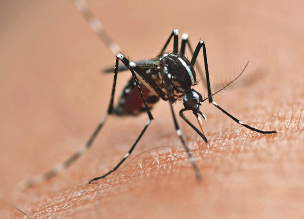 O número de notificações de suspeita de dengue cresceu de 6.528, desde agosto do ano passado, para 7.281 notificações. Curitiba, 29/01/2019 - Foto: Divulgação SESA