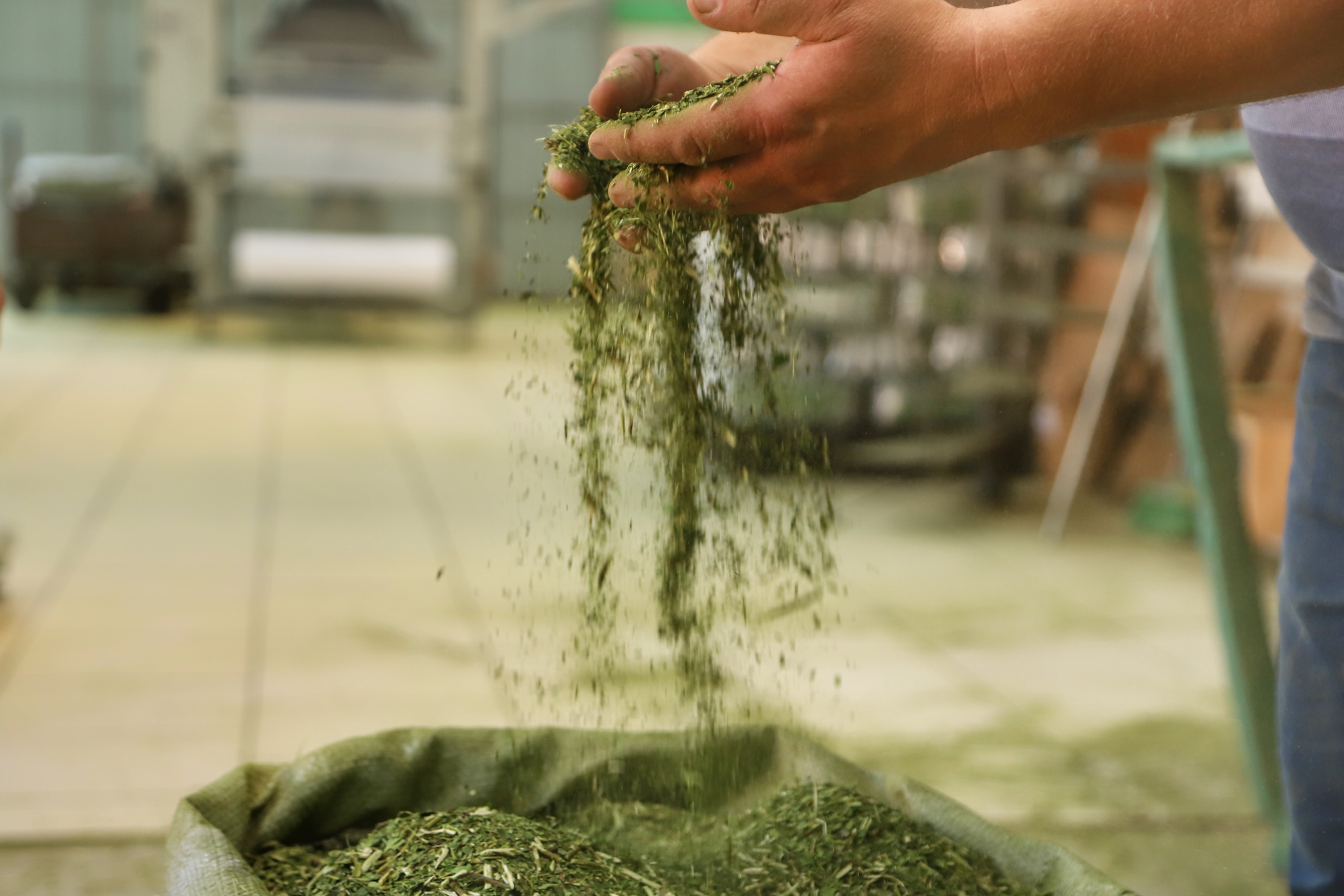 O Paraná é o terceiro estado brasileiro com o maior número de produtos certificados ou em processo de certificação de Indicação Geográfica. A importância da erva-mate para a história do Paraná – um
ramo da planta é inclusive um dos símbolos do brasão do Estado – foi um dos fatores
que levou à certificação do produto no ano passado. Foto: José Fernando Ogura/ANPr