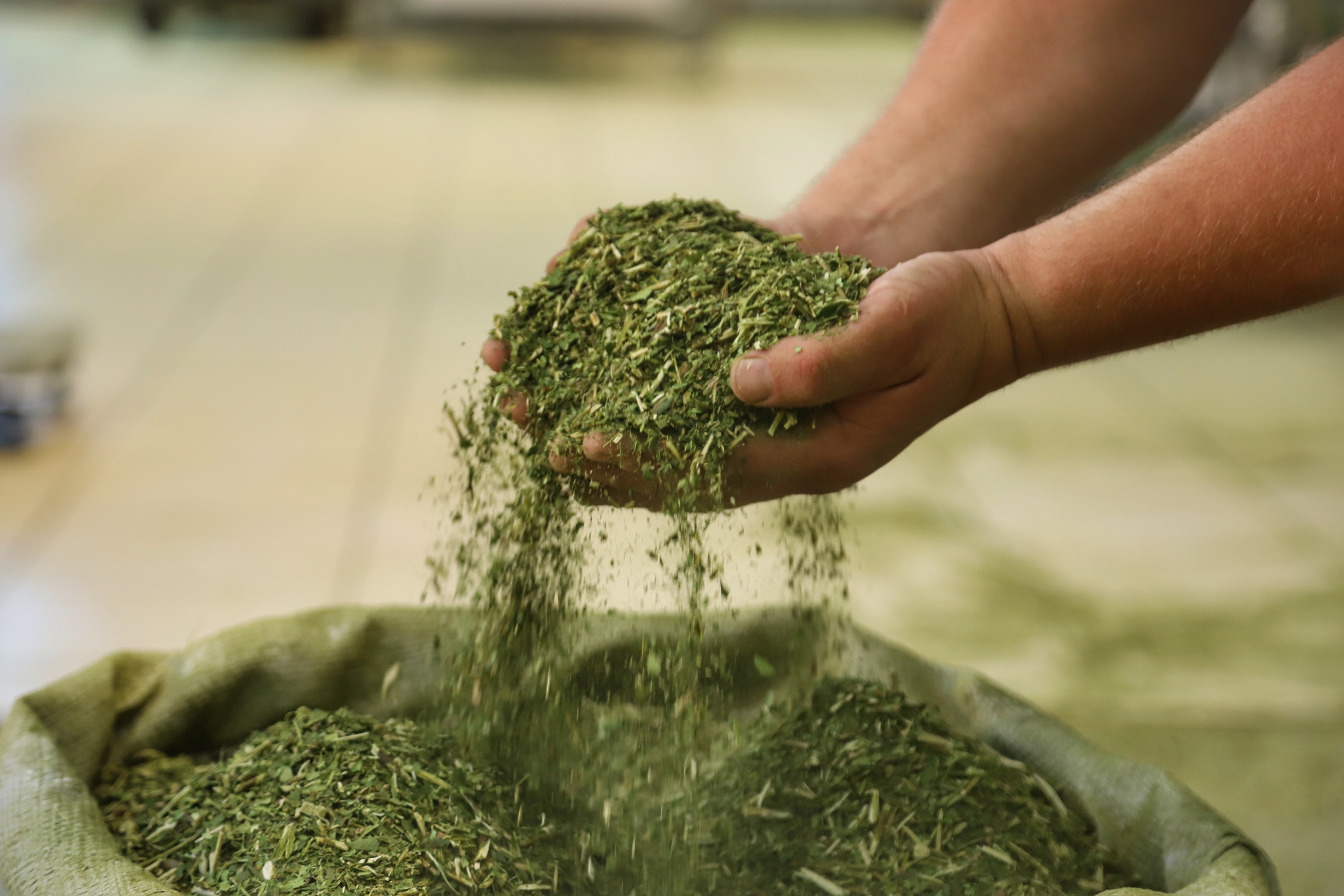 O Paraná é o terceiro estado brasileiro com o maior número de produtos certificados ou em processo de certificação de Indicação Geográfica. A importância da erva-mate para a história do Paraná – um
ramo da planta é inclusive um dos símbolos do brasão do Estado – foi um dos fatores
que levou à certificação do produto no ano passado. Foto: José Fernando Ogura/ANPr