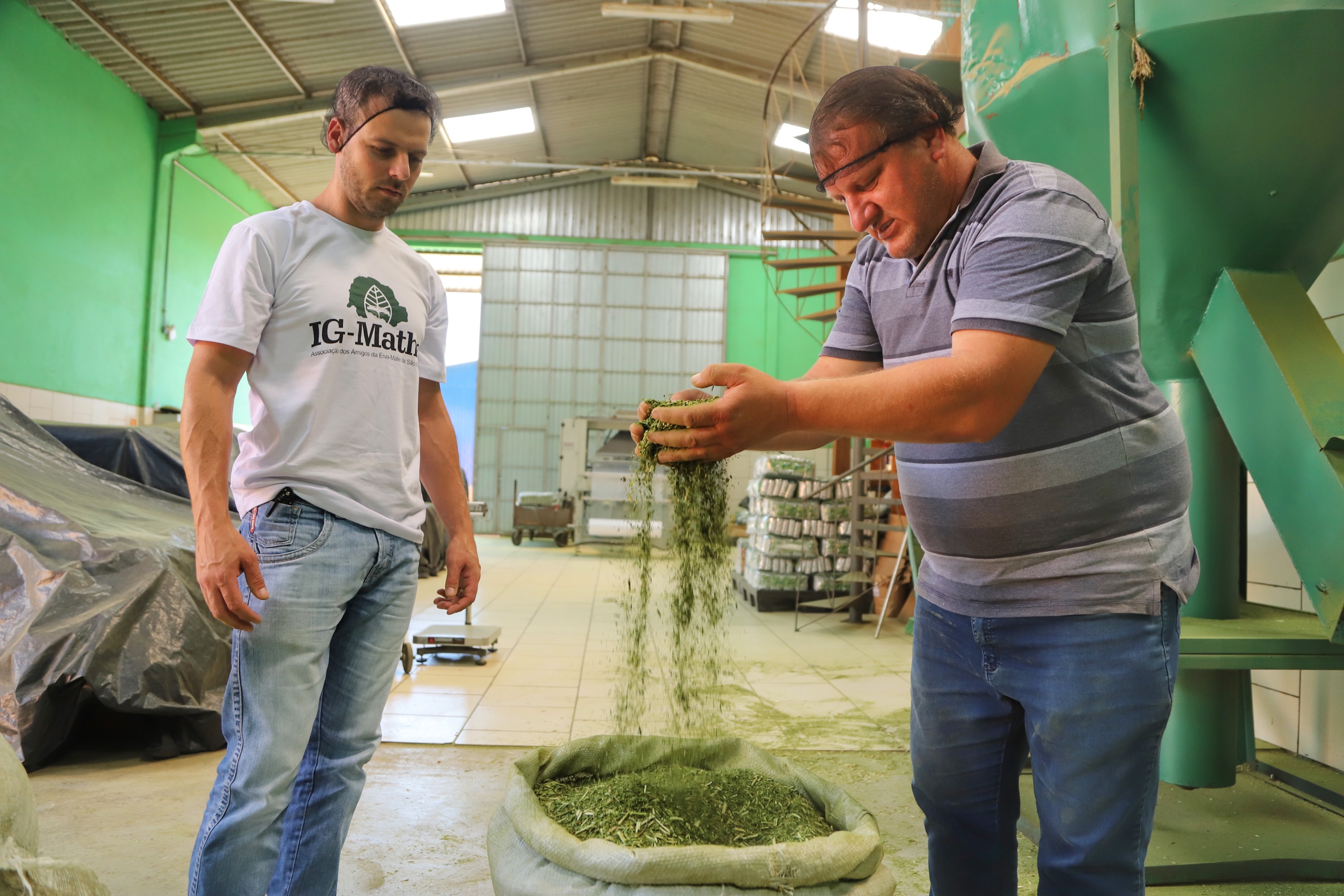 O Paraná é o terceiro estado brasileiro com o maior número de produtos certificados ou em processo de certificação de Indicação Geográfica. A importância da erva-mate para a história do Paraná – um
ramo da planta é inclusive um dos símbolos do brasão do Estado – foi um dos fatores
que levou à certificação do produto no ano passado. Foto: José Fernando Ogura/ANPr