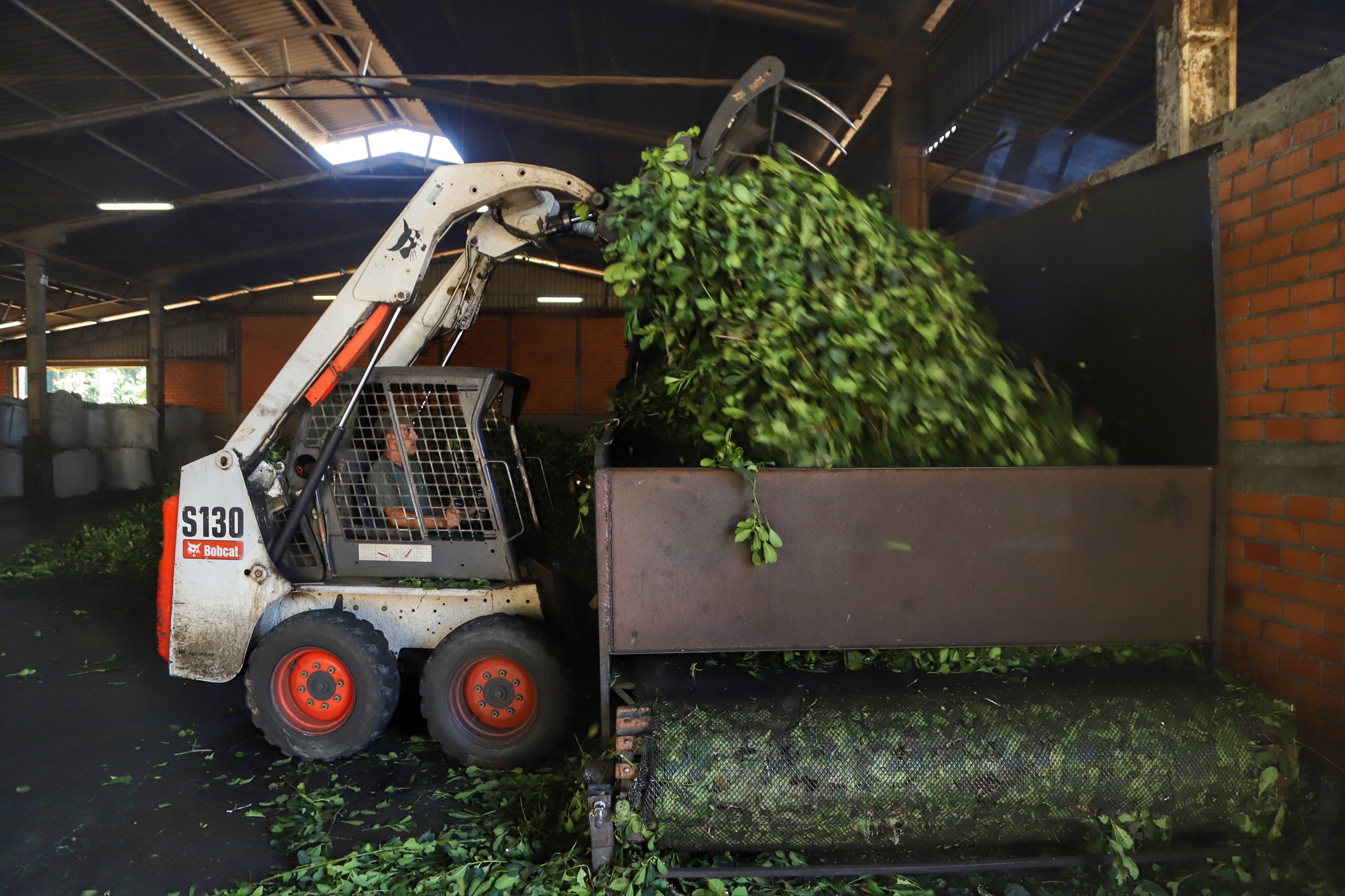 O Paraná é o terceiro estado brasileiro com o maior número de produtos certificados ou em processo de certificação de Indicação Geográfica. A importância da erva-mate para a história do Paraná – um
ramo da planta é inclusive um dos símbolos do brasão do Estado – foi um dos fatores
que levou à certificação do produto no ano passado. Foto: José Fernando Ogura/ANPr