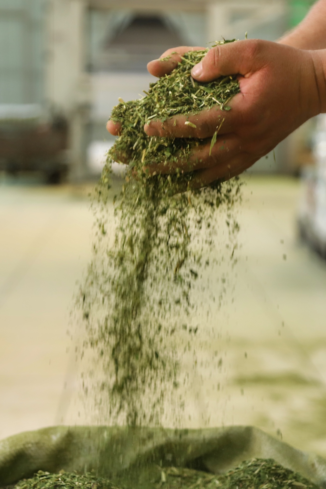 O Paraná é o terceiro estado brasileiro com o maior número de produtos certificados ou em processo de certificação de Indicação Geográfica. A importância da erva-mate para a história do Paraná – um
ramo da planta é inclusive um dos símbolos do brasão do Estado – foi um dos fatores
que levou à certificação do produto no ano passado. Foto: José Fernando Ogura/ANPr