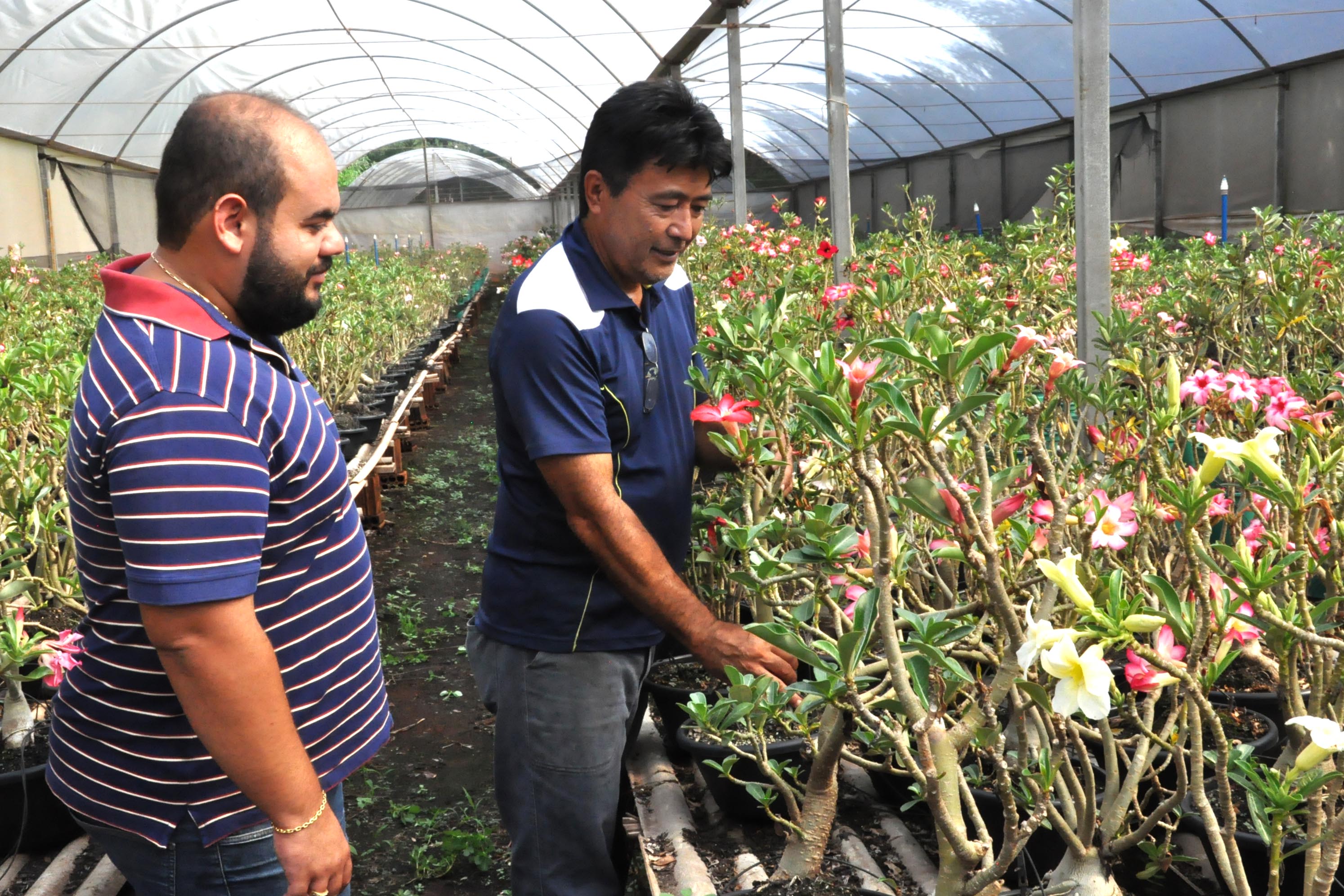 Parceria inédita entre o maior produtor do Brasil da planta rosa do deserto e pesquisadores da Universidade Estadual de Londrina (UEL) permite avanços em informações e dados científicos sobre a planta ornamental, que já é a quinta mais comercializada no país. Na foto, Doutorando da UEL, Guilherme Cito, e produtor de rosa do deserto da Warta, Sandro Takemura. - Londrina, 18/02/2019 - Foto: Divulgação UEL
