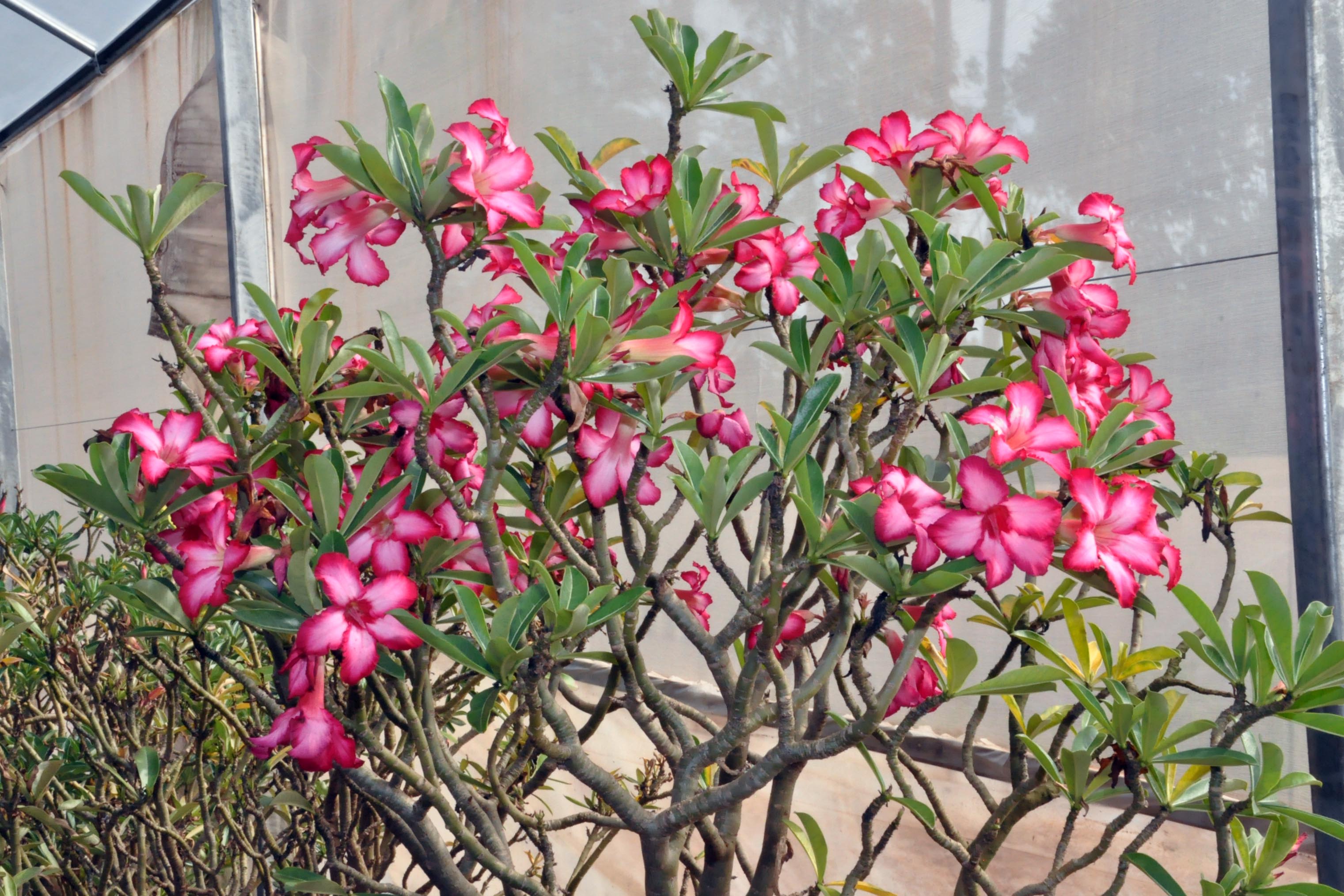 Parceria inédita entre o maior produtor do Brasil da planta rosa do deserto e pesquisadores da Universidade Estadual de Londrina (UEL) permite avanços em informações e dados científicos sobre a planta ornamental, que já é a quinta mais comercializada no país. Na foto, Flor rosa do deserto, originária da Tailândia e países do sul da África - Londrina, 18/02/2019 - Foto: Divulgação UEL