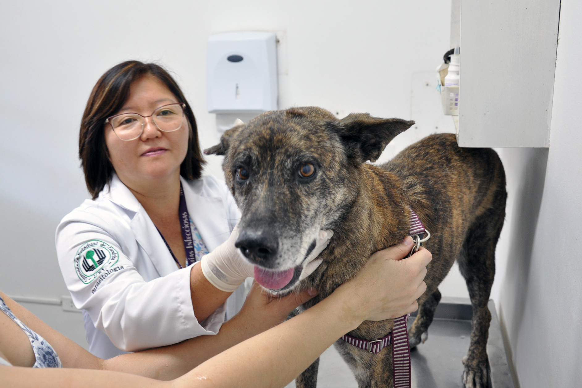 As universidades estaduais do Paraná oferecem uma série de serviços à comunidade, entre eles o atendimento veterinário a animais de diversos portes. Na foto, a médica veterinária e diretora  do Hospital Veterinário da Universidade Estadual de Londrina (UEL), Regina Mitsuka Bregano. Foto: Divulgação/UEL