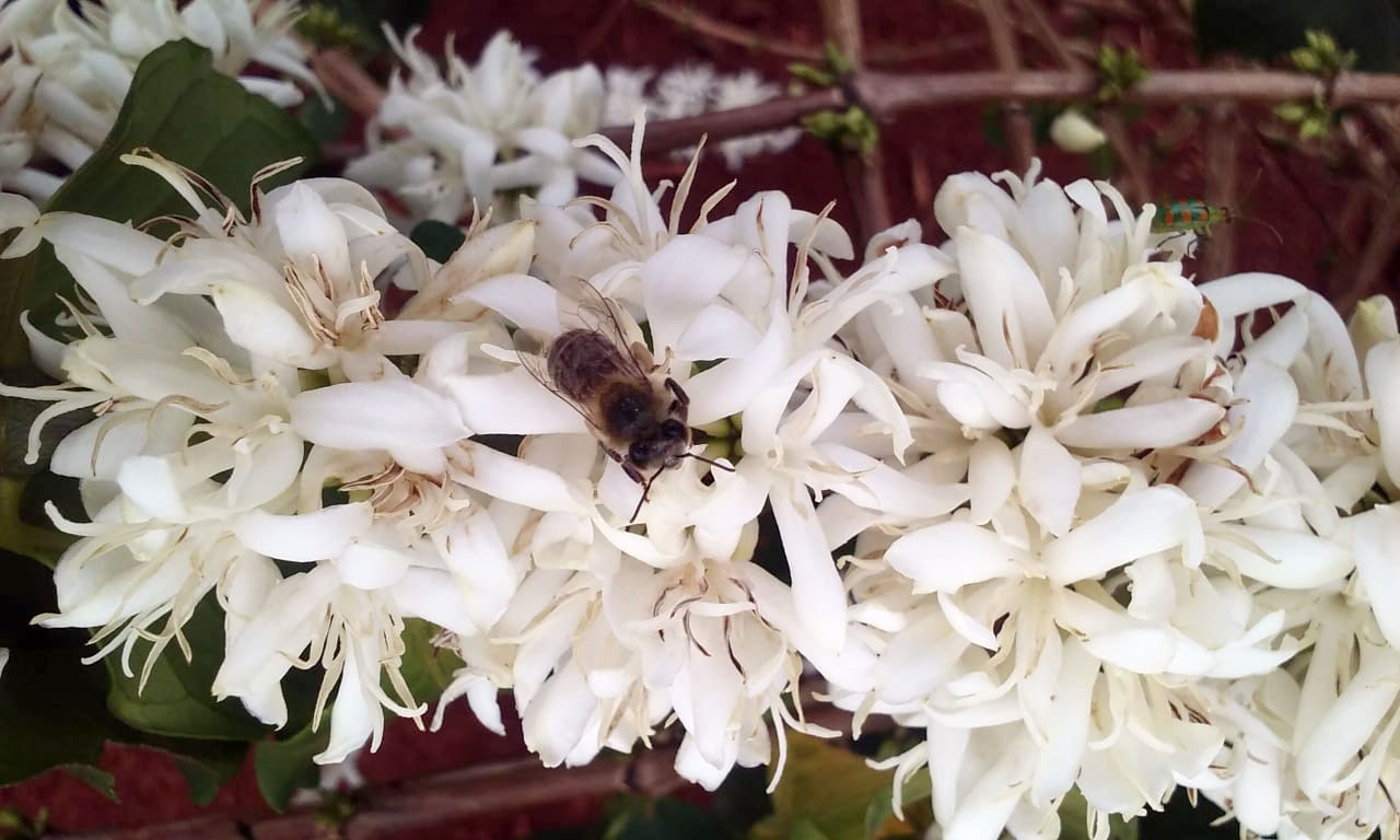 O Café do Norte Pioneiro foi o primeiro produto a obter o registro de Indicação Geográfica (IG) junto ao Instituto Nacional de Propriedade Industrial (INPI).  -  Foto:  Paulo Franzini/SEAB
