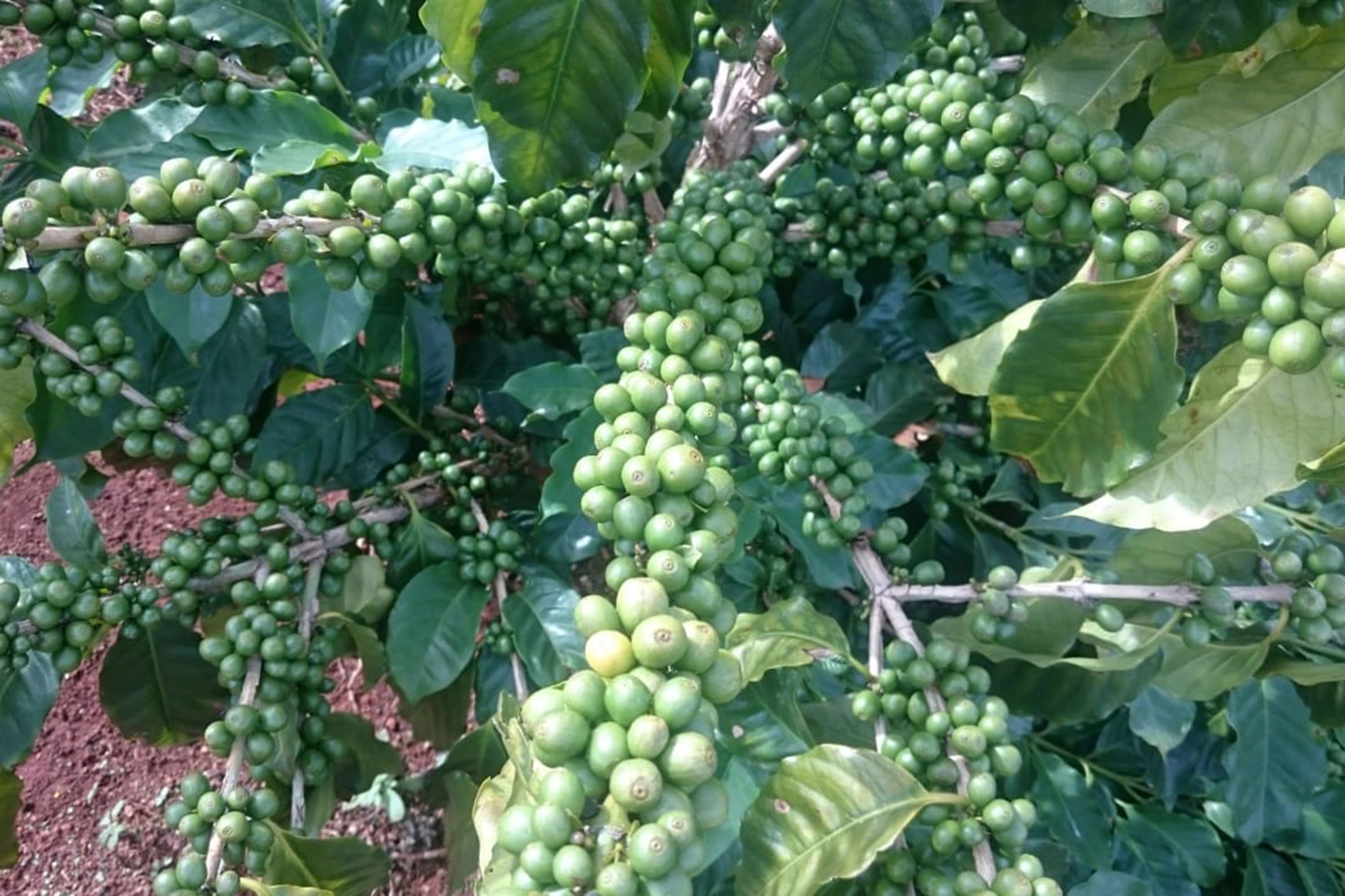 O Café do Norte Pioneiro foi o primeiro produto a obter o registro de Indicação Geográfica (IG) junto ao Instituto Nacional de Propriedade Industrial (INPI).  -  Foto:  Paulo Franzini/SEAB