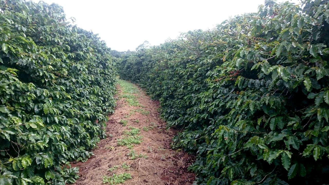 O Café do Norte Pioneiro foi o primeiro produto a obter o registro de Indicação Geográfica (IG) junto ao Instituto Nacional de Propriedade Industrial (INPI).  -  Foto:  Paulo Franzini/SEAB