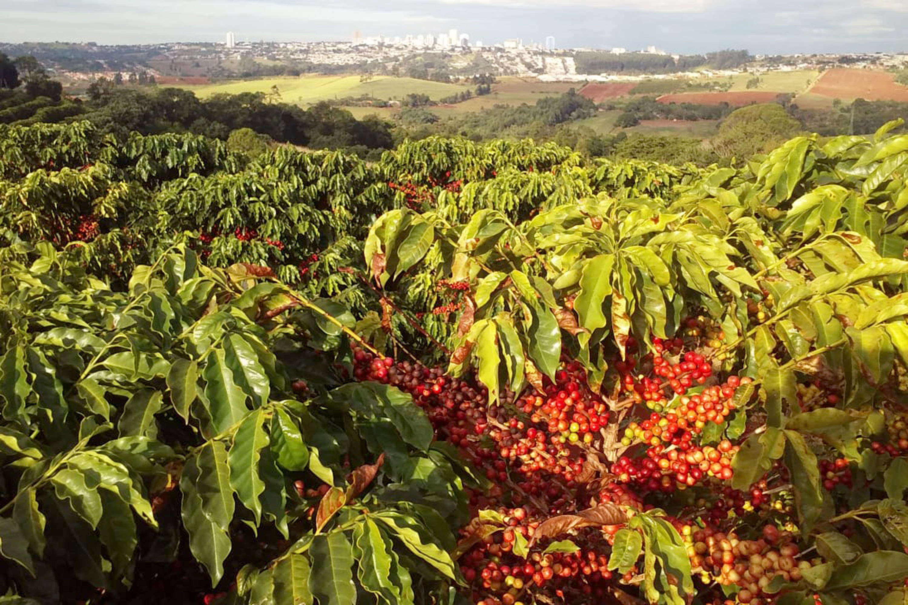 O Café do Norte Pioneiro foi o primeiro produto a obter o registro de Indicação Geográfica (IG) junto ao Instituto Nacional de Propriedade Industrial (INPI).  -  Foto:  Paulo Franzini/SEAB