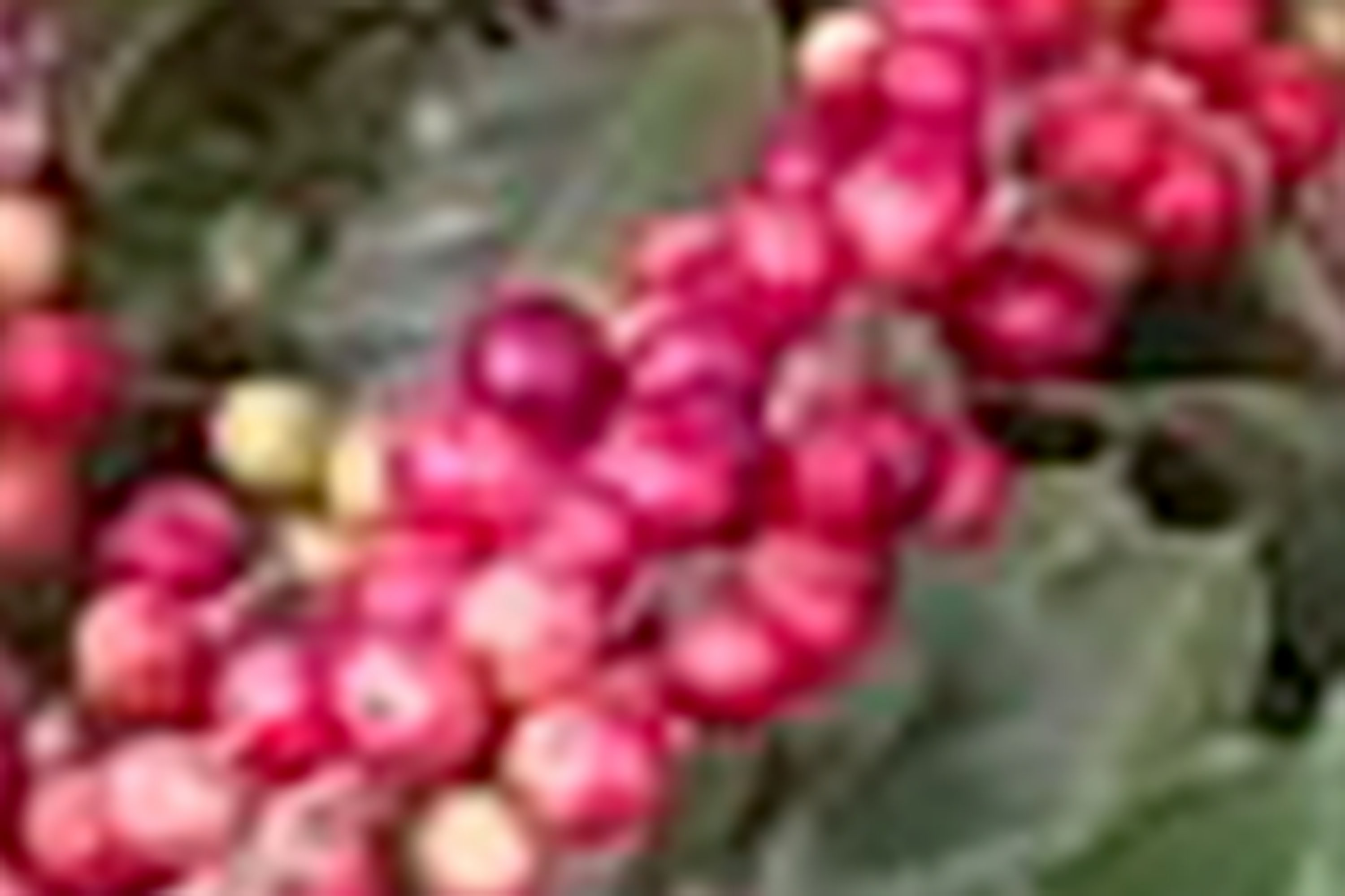 O Café do Norte Pioneiro foi o primeiro produto a obter o registro de Indicação Geográfica (IG) junto ao Instituto Nacional de Propriedade Industrial (INPI).  -  Foto:  Paulo Franzini/SEAB