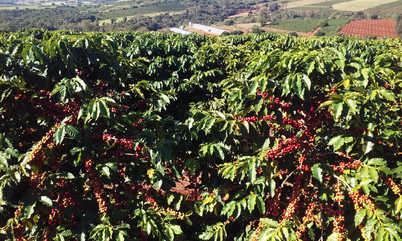 O Café do Norte Pioneiro foi o primeiro produto a obter o registro de Indicação Geográfica (IG) junto ao Instituto Nacional de Propriedade Industrial (INPI).  -  Foto:  Paulo Franzini/SEAB