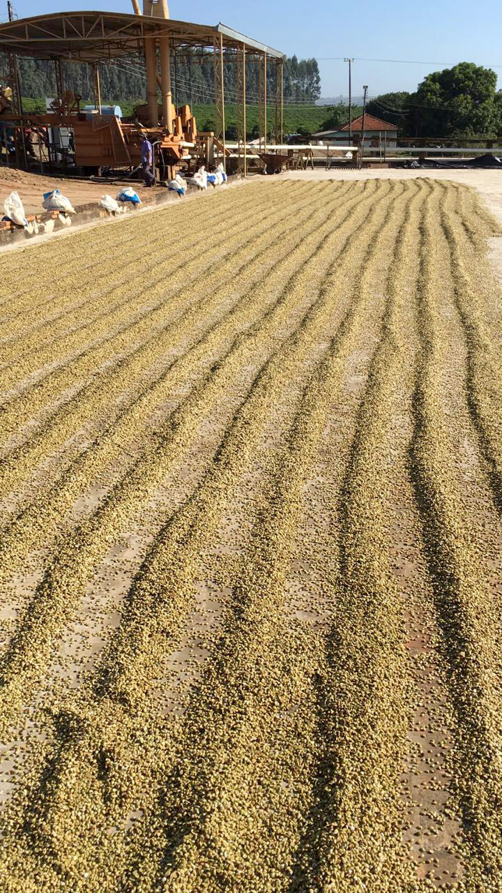 O Café do Norte Pioneiro foi o primeiro produto a obter o registro de Indicação Geográfica (IG) junto ao Instituto Nacional de Propriedade Industrial (INPI).  Foto: Paulo Franzini/SEAB