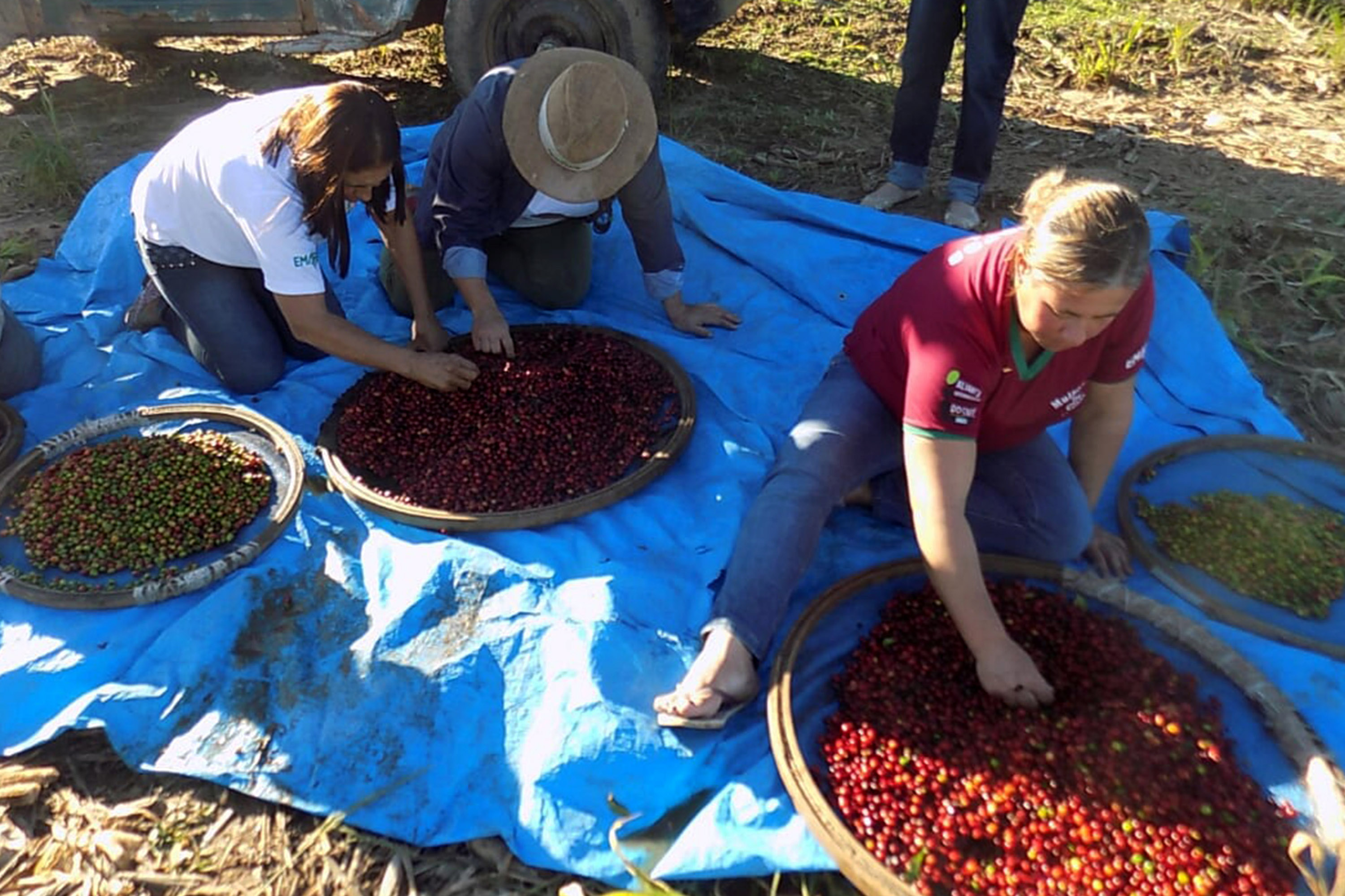 Reunião sobre colheita no município de Pinhalão  -  Foto: Emater