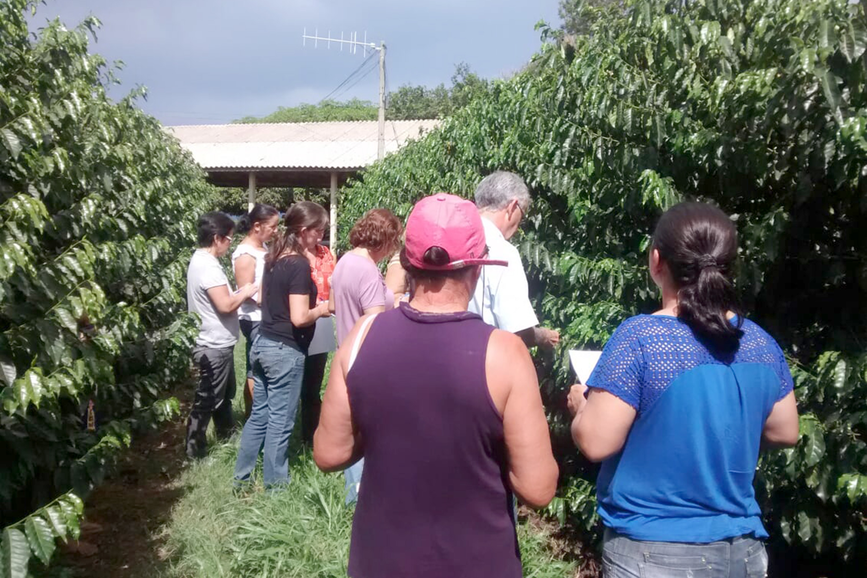 Reunião com grupo de Carlópolis - manejo de pragas e doenças. - Foto: Emater